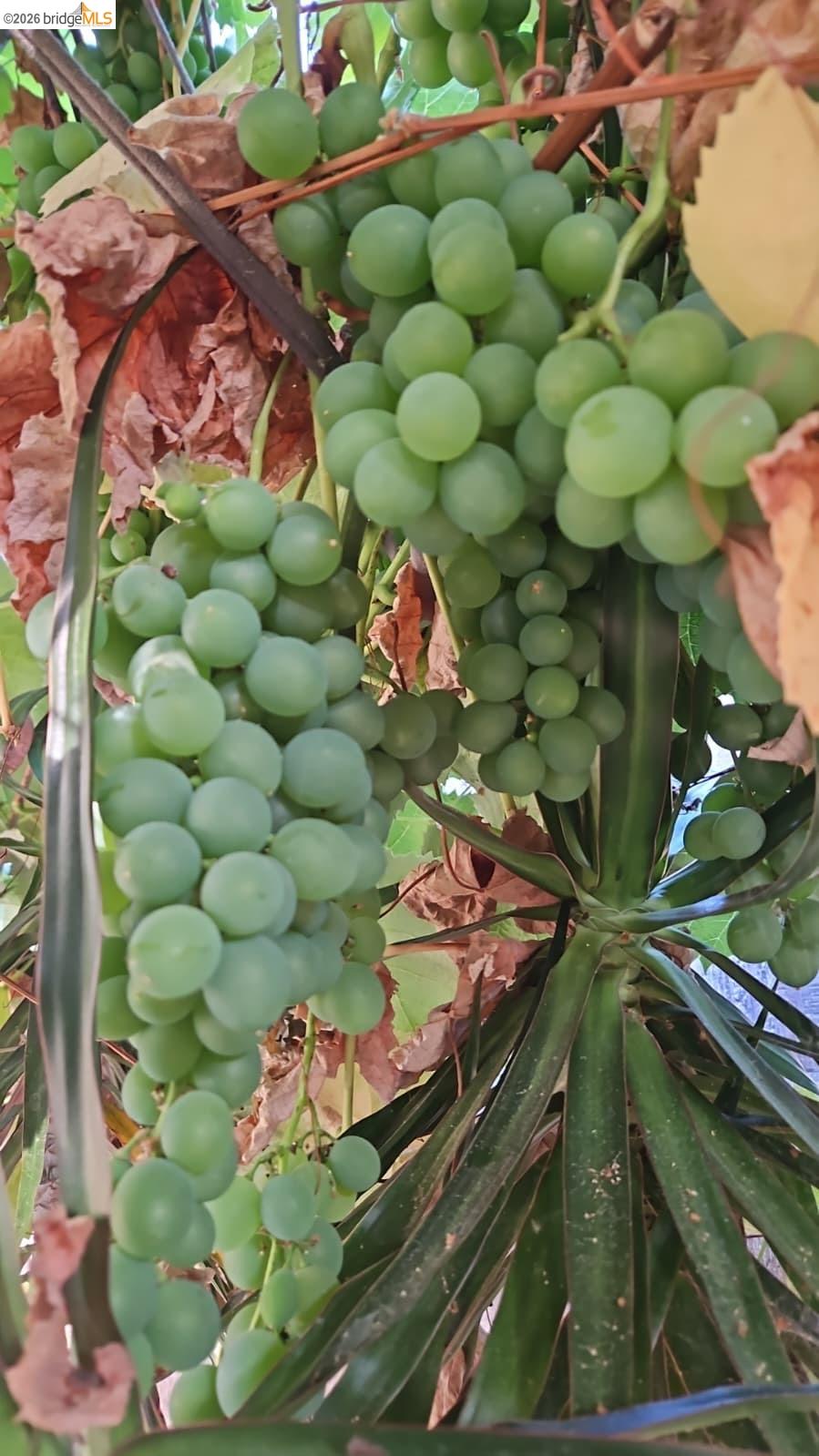 Detail Gallery Image 50 of 55 For 2328 Bartlett St, Oakland,  CA 94601 - 5 Beds | 2 Baths