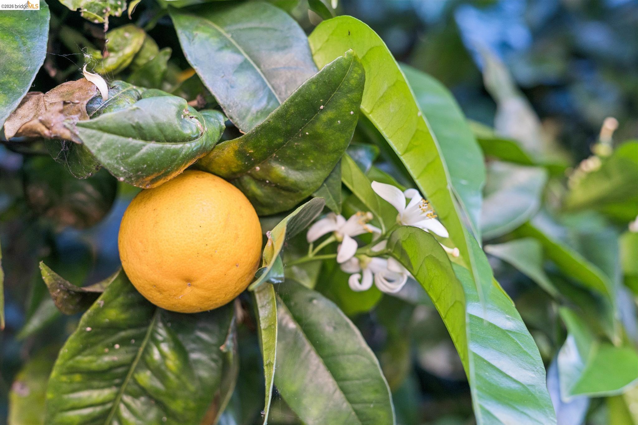 Detail Gallery Image 53 of 55 For 2328 Bartlett St, Oakland,  CA 94601 - 5 Beds | 2 Baths