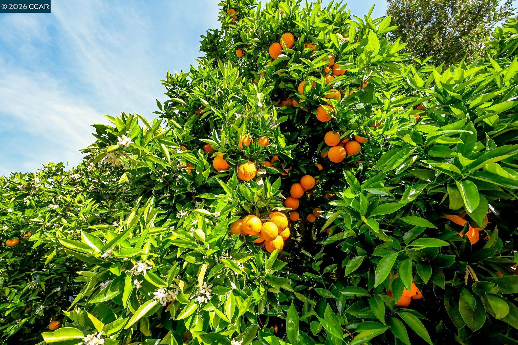 Detail Gallery Image 35 of 40 For 2007 Calle Los Callados, Diablo,  CA 94528 - 6 Beds | 5 Baths