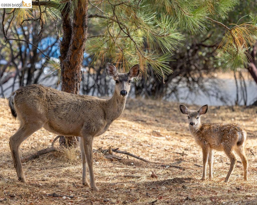 Detail Gallery Image 36 of 53 For 19808 Cottonwood St, Groveland,  CA 95321 - – Beds | – Baths