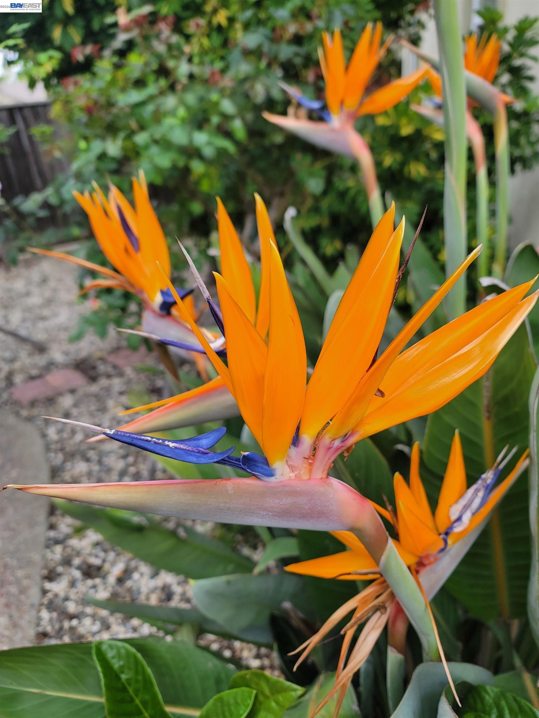 Detail Gallery Image 43 of 53 For 690 Kraftile Ct., Fremont,  CA 94536 - 5 Beds | 3 Baths