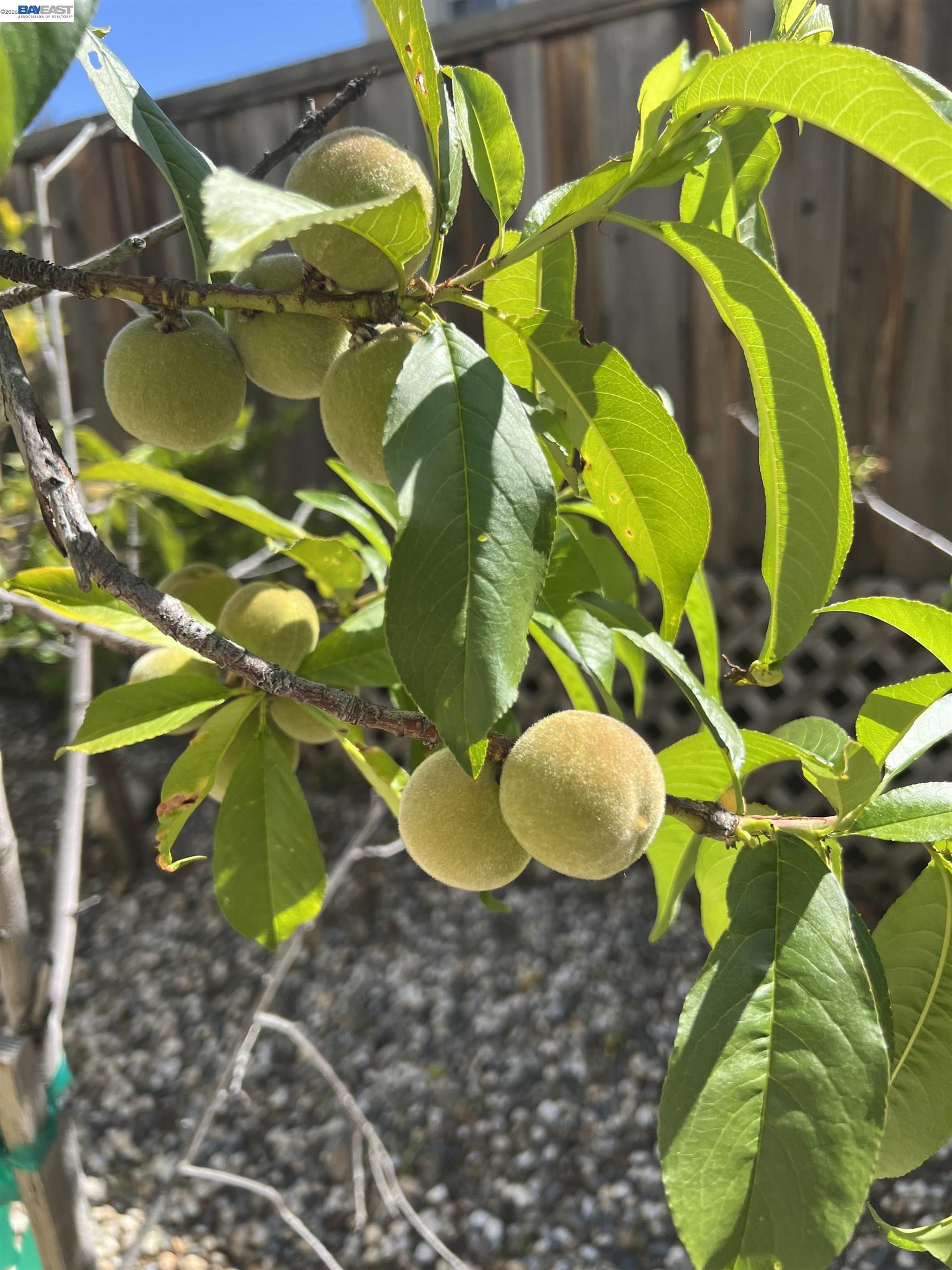 Detail Gallery Image 46 of 53 For 690 Kraftile Ct., Fremont,  CA 94536 - 5 Beds | 3 Baths