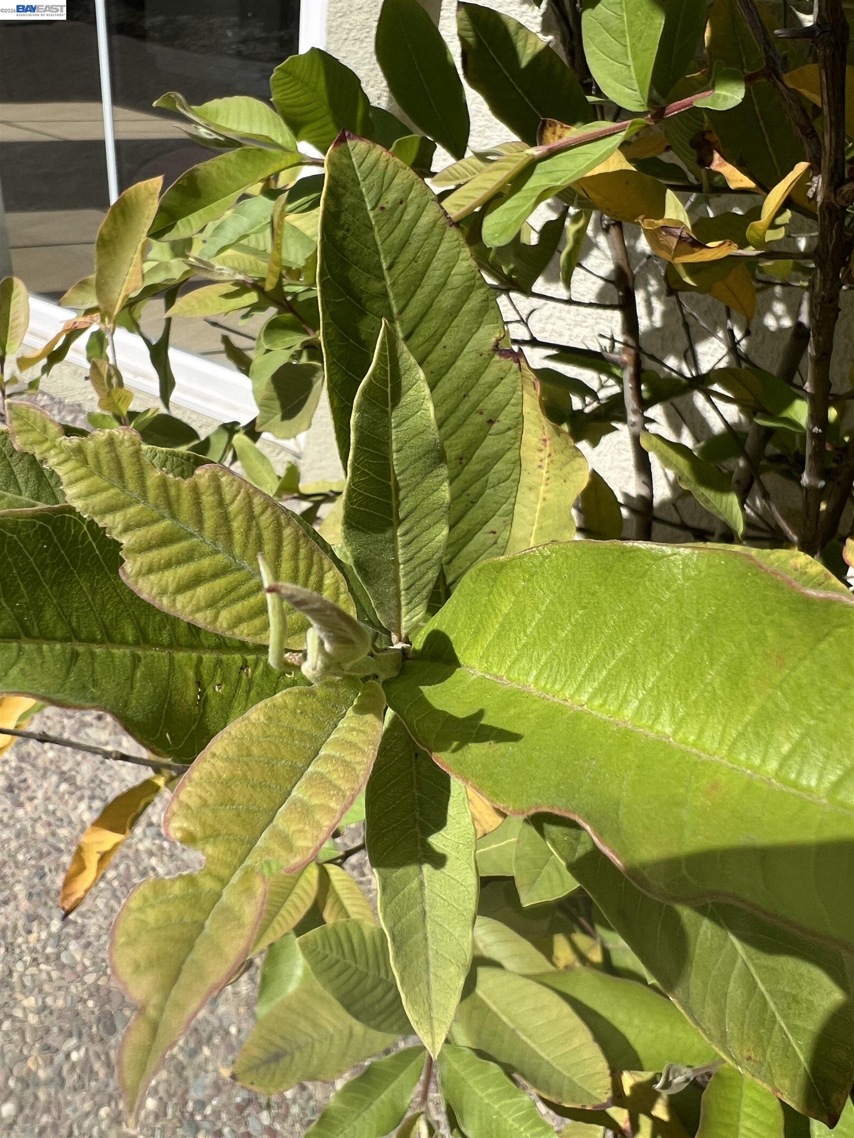 Detail Gallery Image 50 of 53 For 690 Kraftile Ct., Fremont,  CA 94536 - 5 Beds | 3 Baths