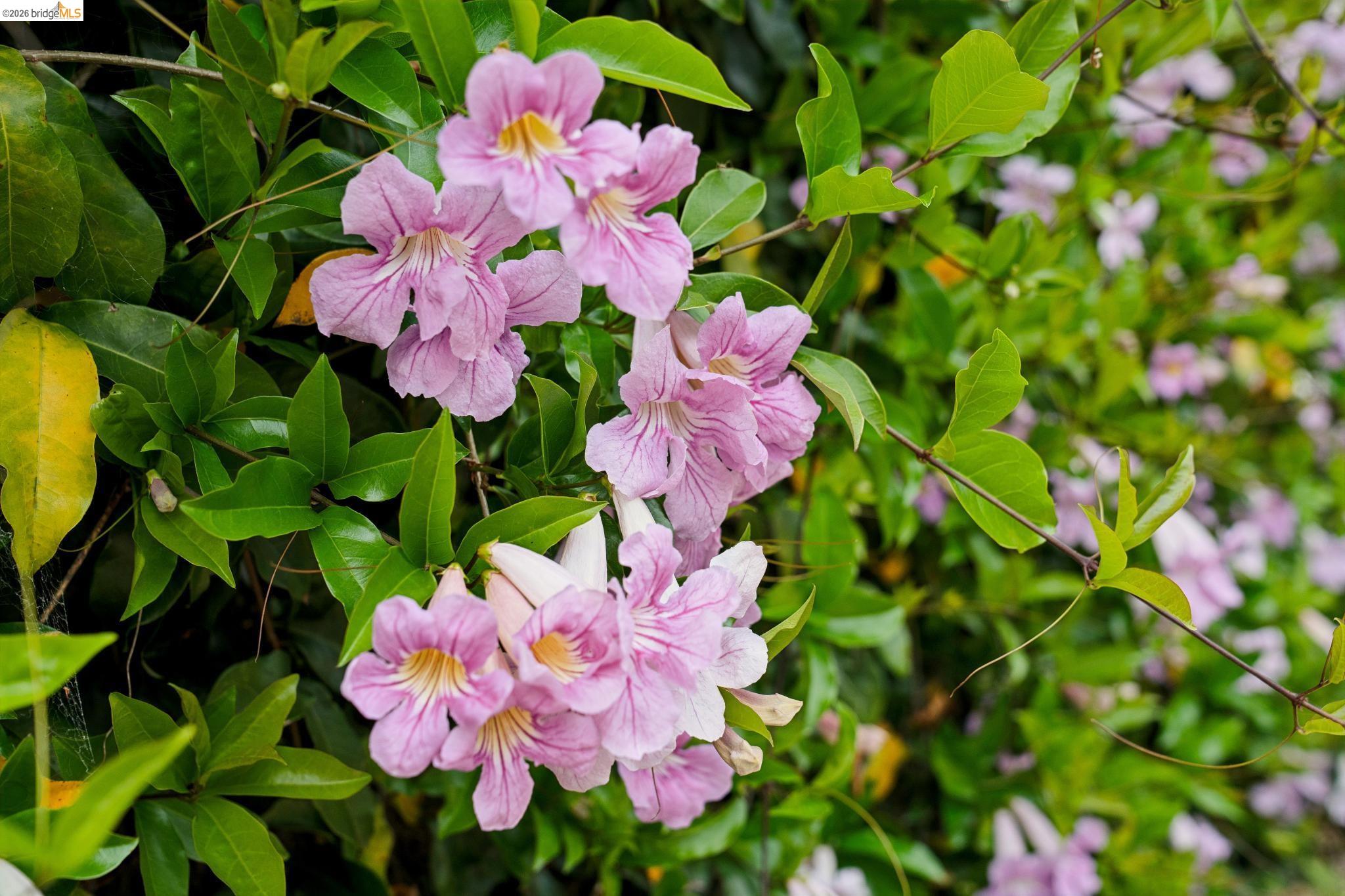 Detail Gallery Image 6 of 42 For 480 42nd St #E,  Oakland,  CA 94609 - 3 Beds | 1/1 Baths