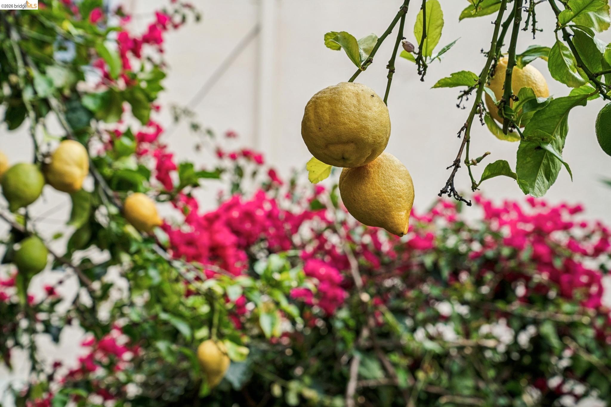 Detail Gallery Image 43 of 44 For 1206 E 22nd St, Oakland,  CA 94606 - 3 Beds | 1 Baths