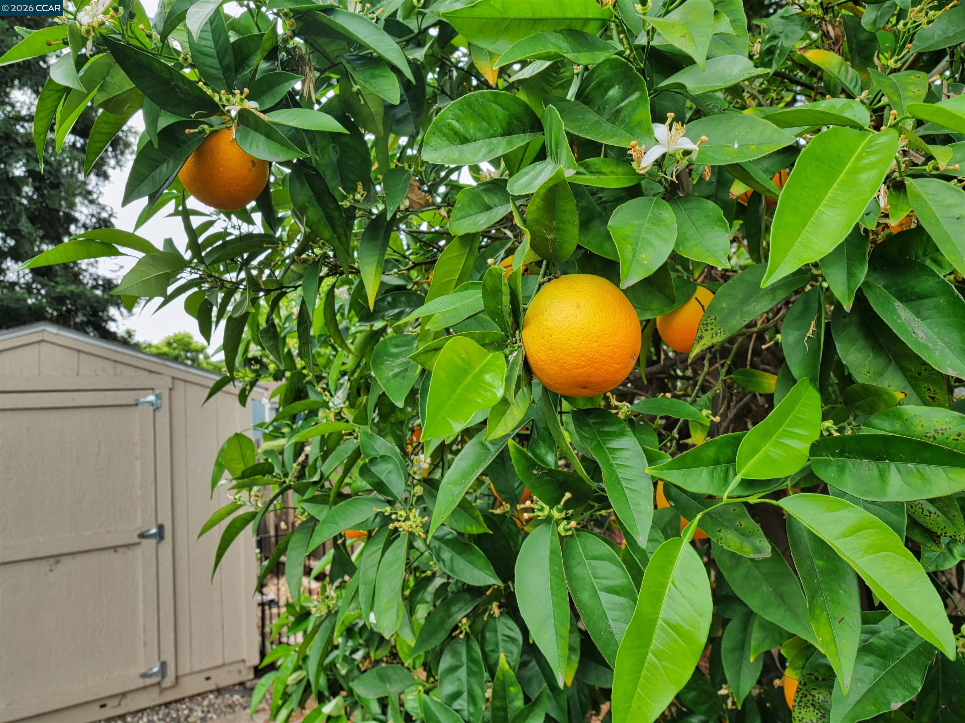 Detail Gallery Image 41 of 41 For 1260 Apple Drive, Concord,  CA 94518-3712 - 3 Beds | 2 Baths