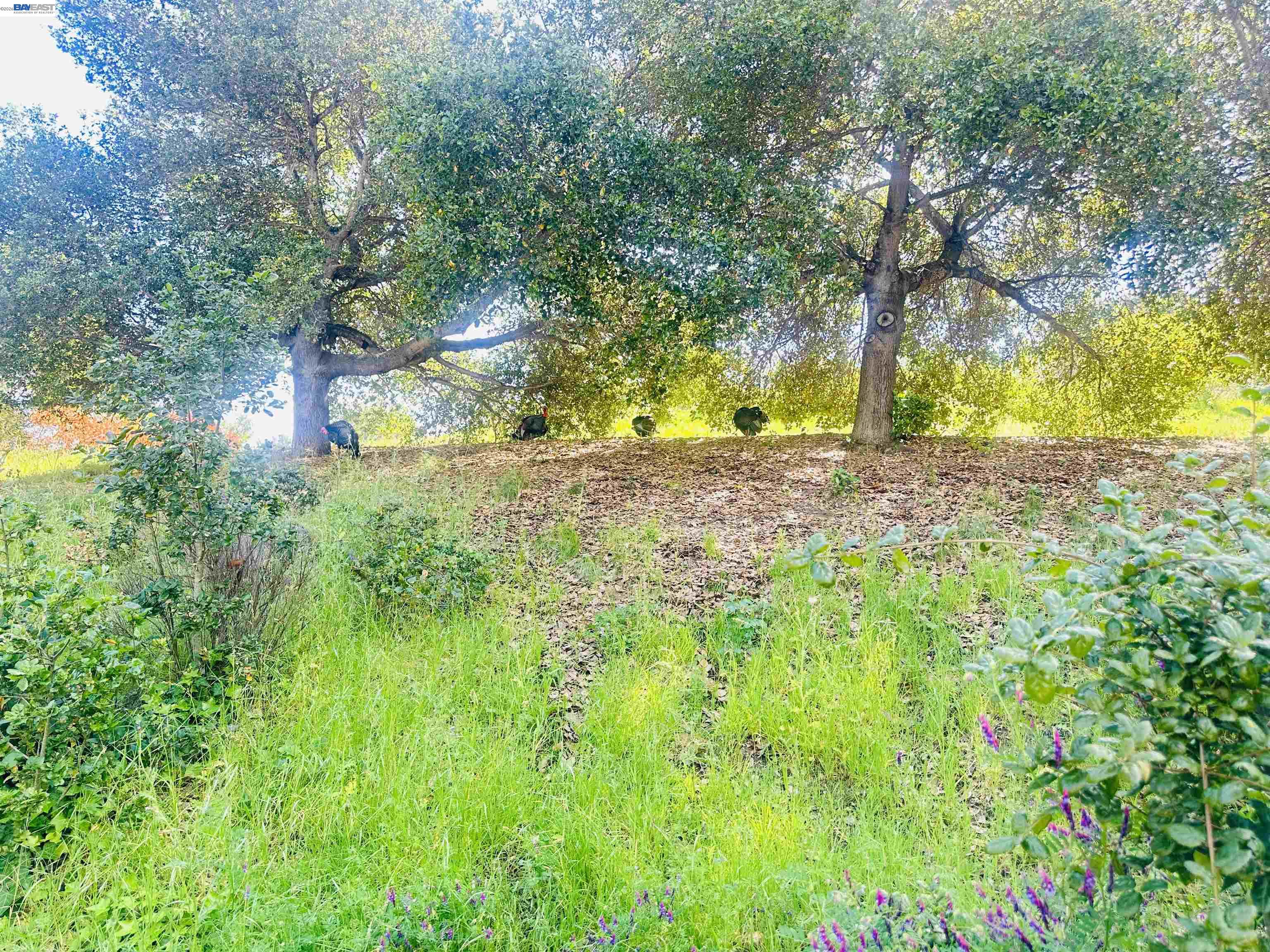 Photo #36: 41129519 Listing: Photo #36