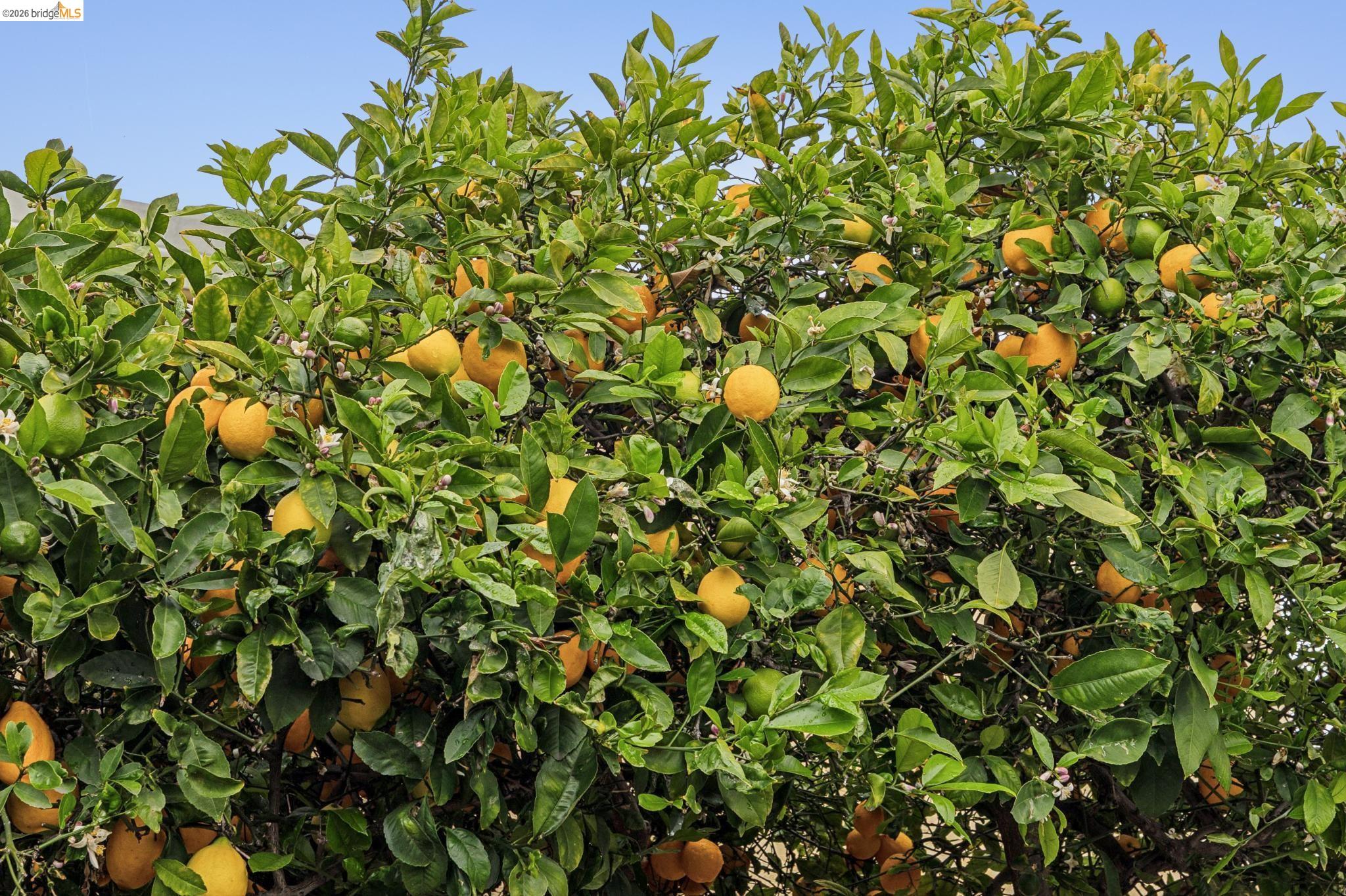 Detail Gallery Image 29 of 31 For 1920 Bradhoff Ave, San Leandro,  CA 94577 - 2 Beds | 1 Baths