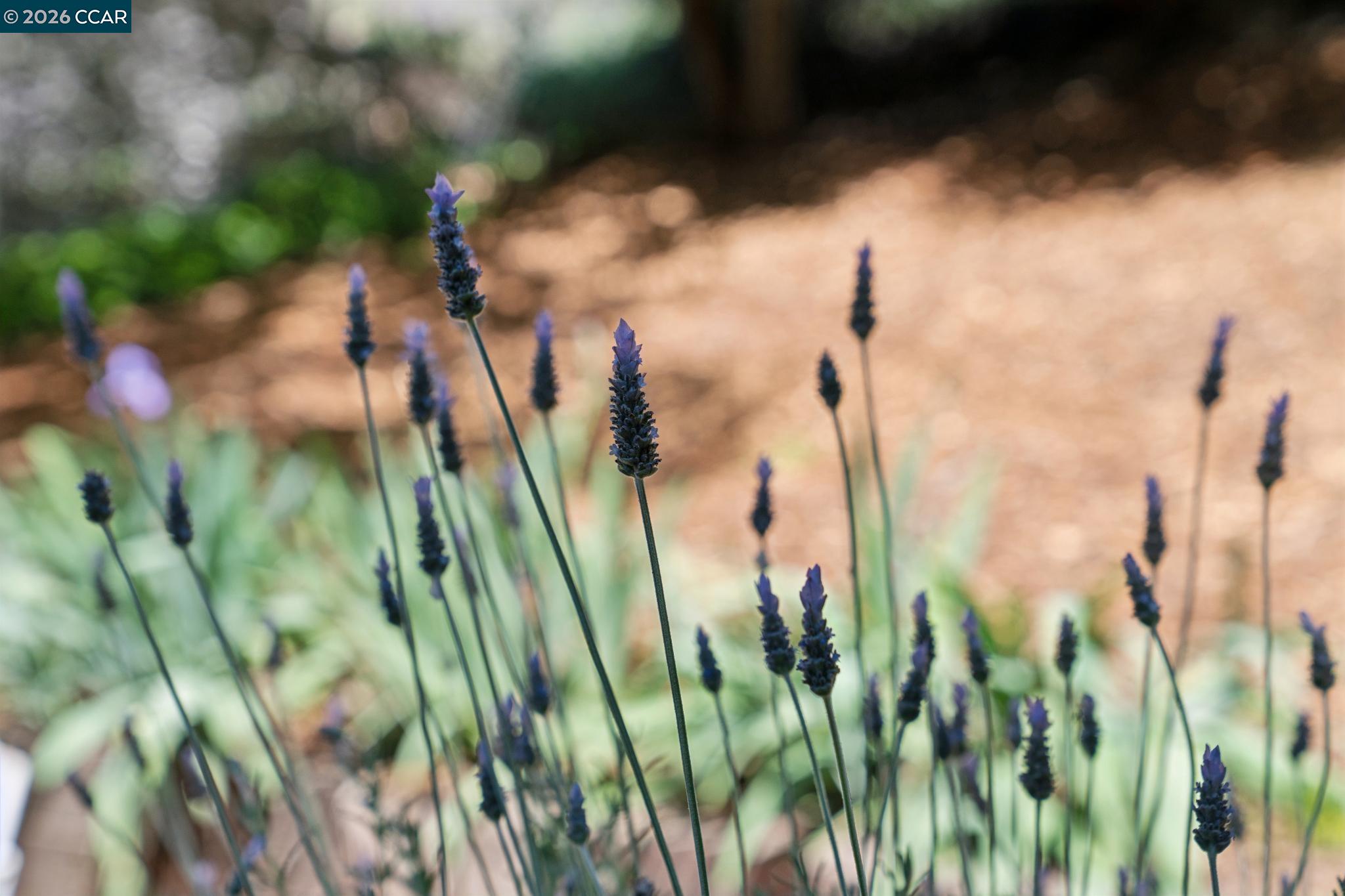 Detail Gallery Image 34 of 40 For 169 Natalie Dr, Moraga,  CA 94556 - 3 Beds | 2 Baths