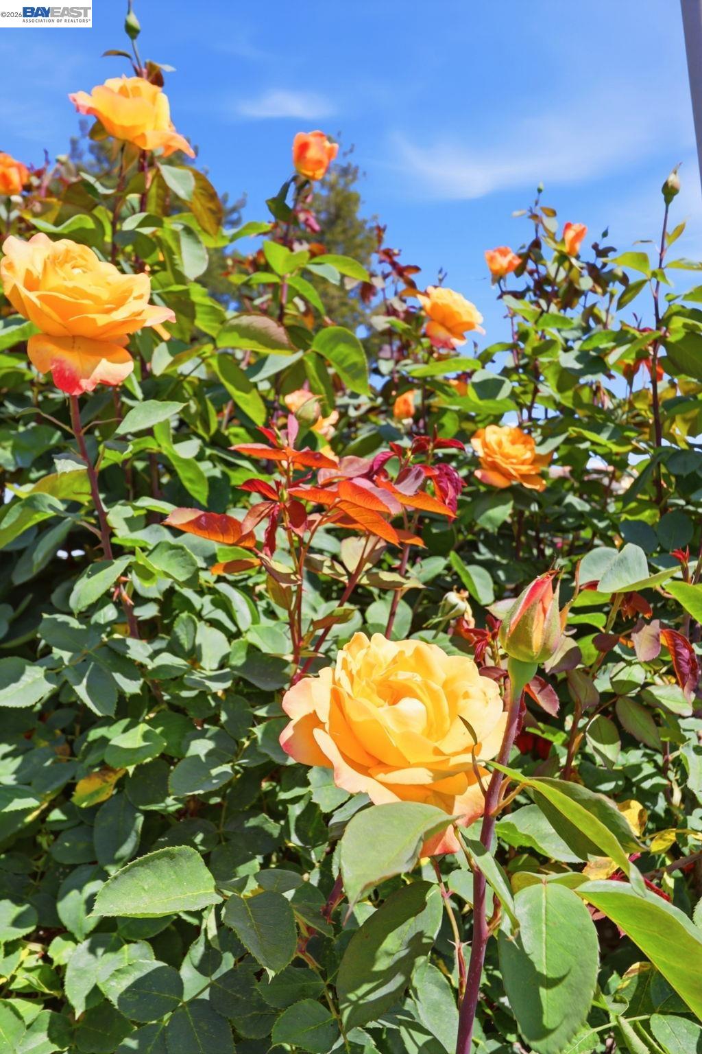 40930 Rioja Ct, Fremont, CA, 94539