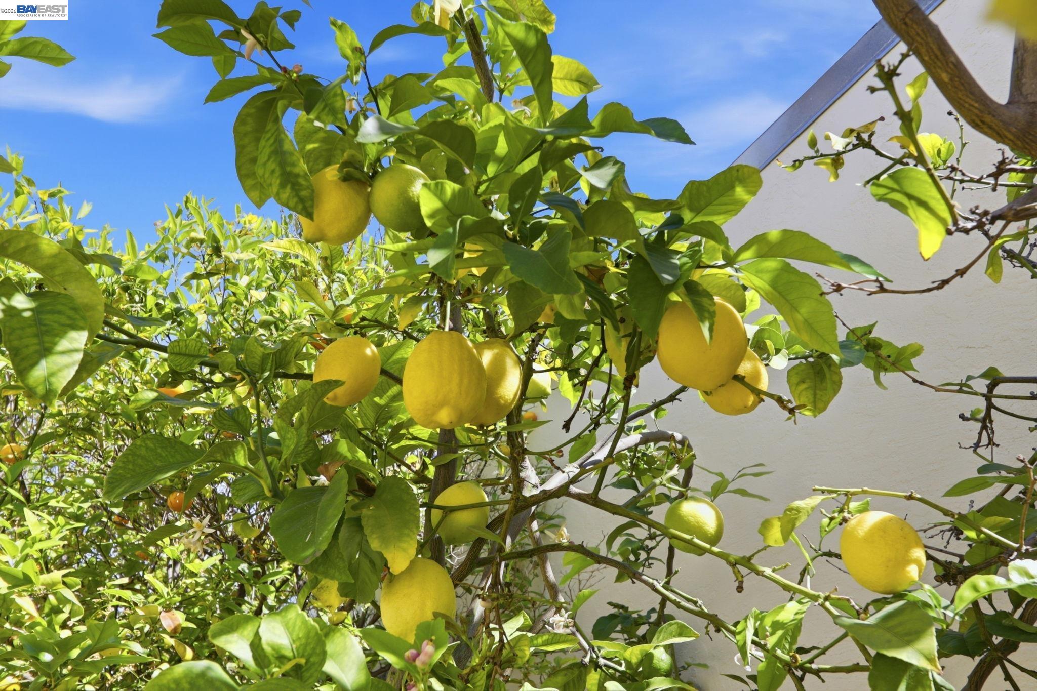 40930 Rioja Ct, Fremont, CA, 94539