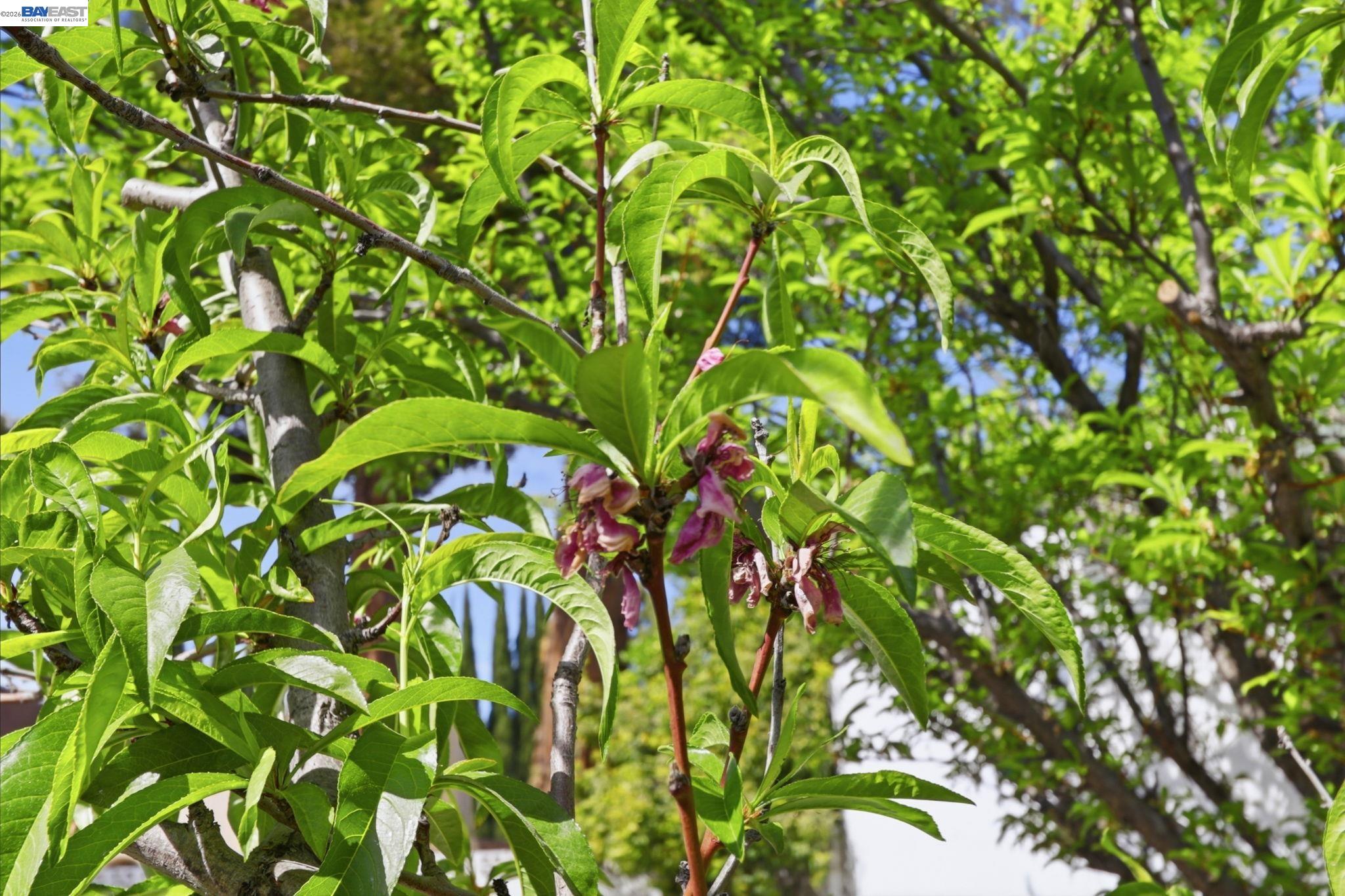 40930 Rioja Ct, Fremont, CA, 94539