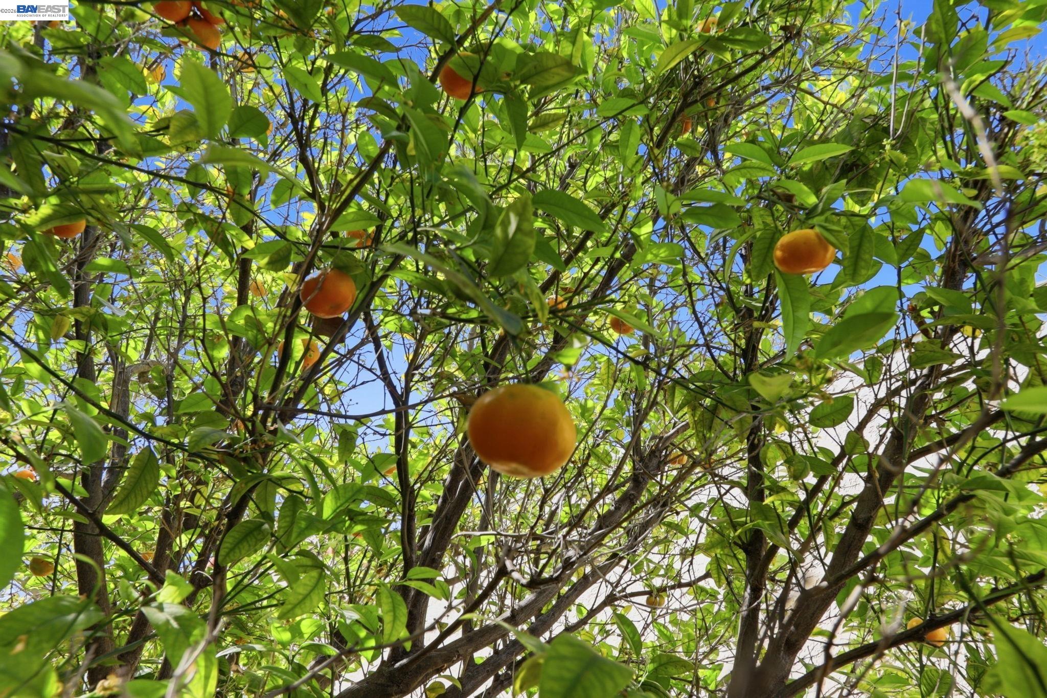 40930 Rioja Ct, Fremont, CA, 94539