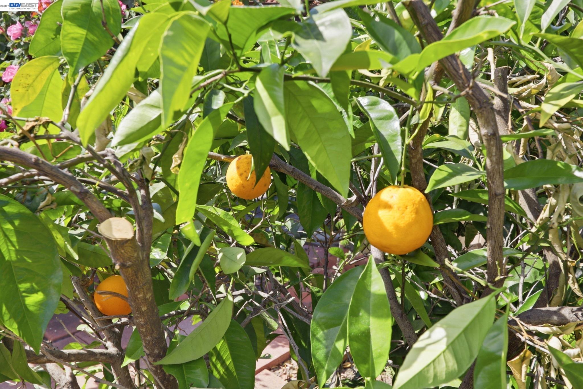 40930 Rioja Ct, Fremont, CA, 94539