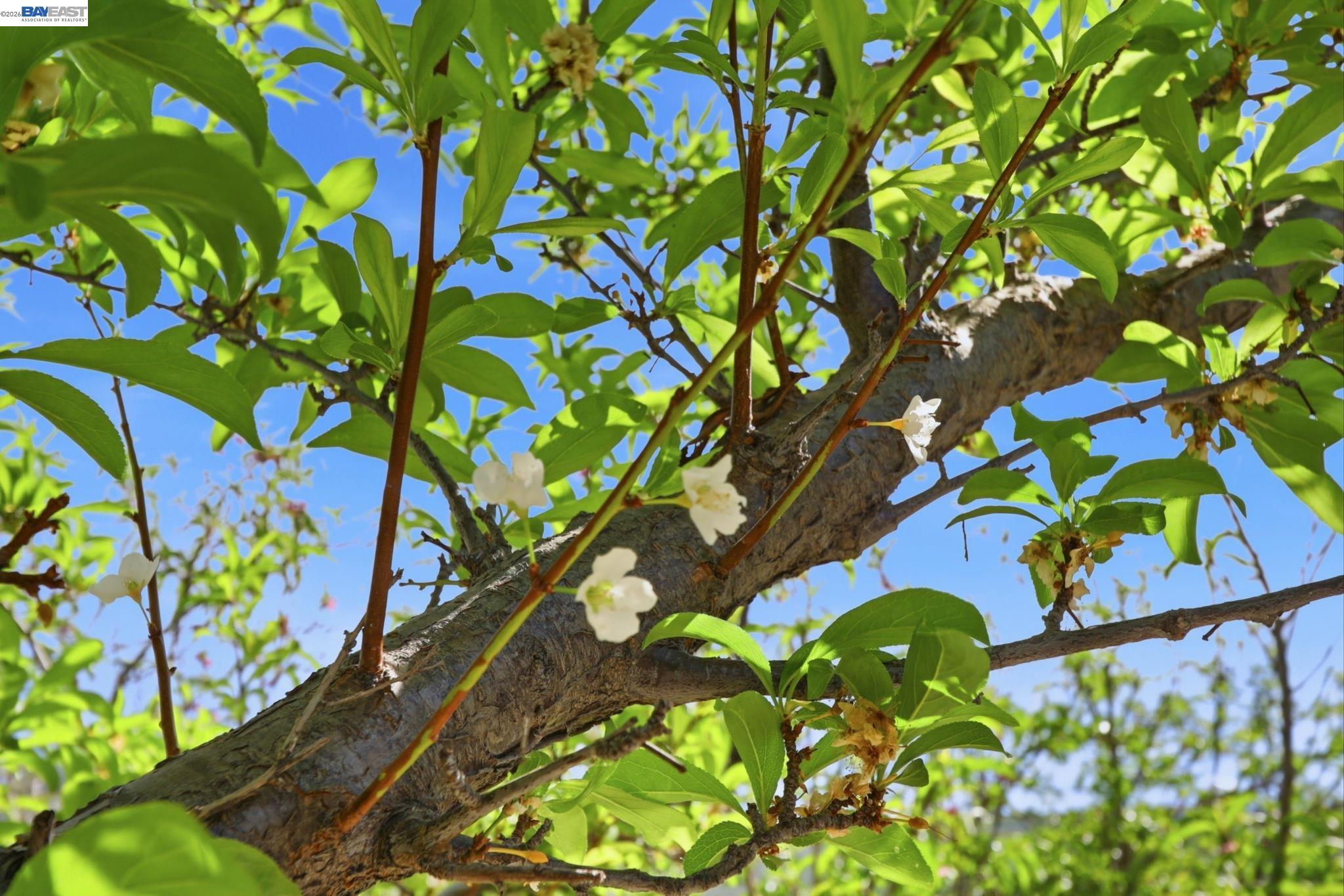 40930 Rioja Ct, Fremont, CA, 94539