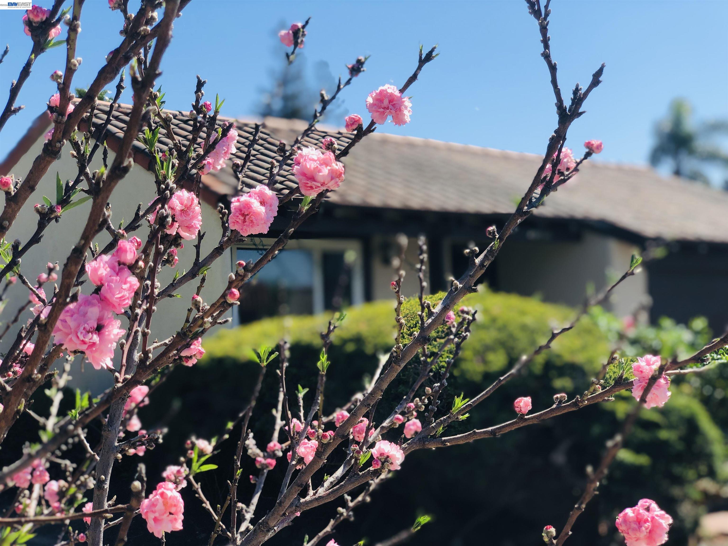 40930 Rioja Ct, Fremont, CA, 94539