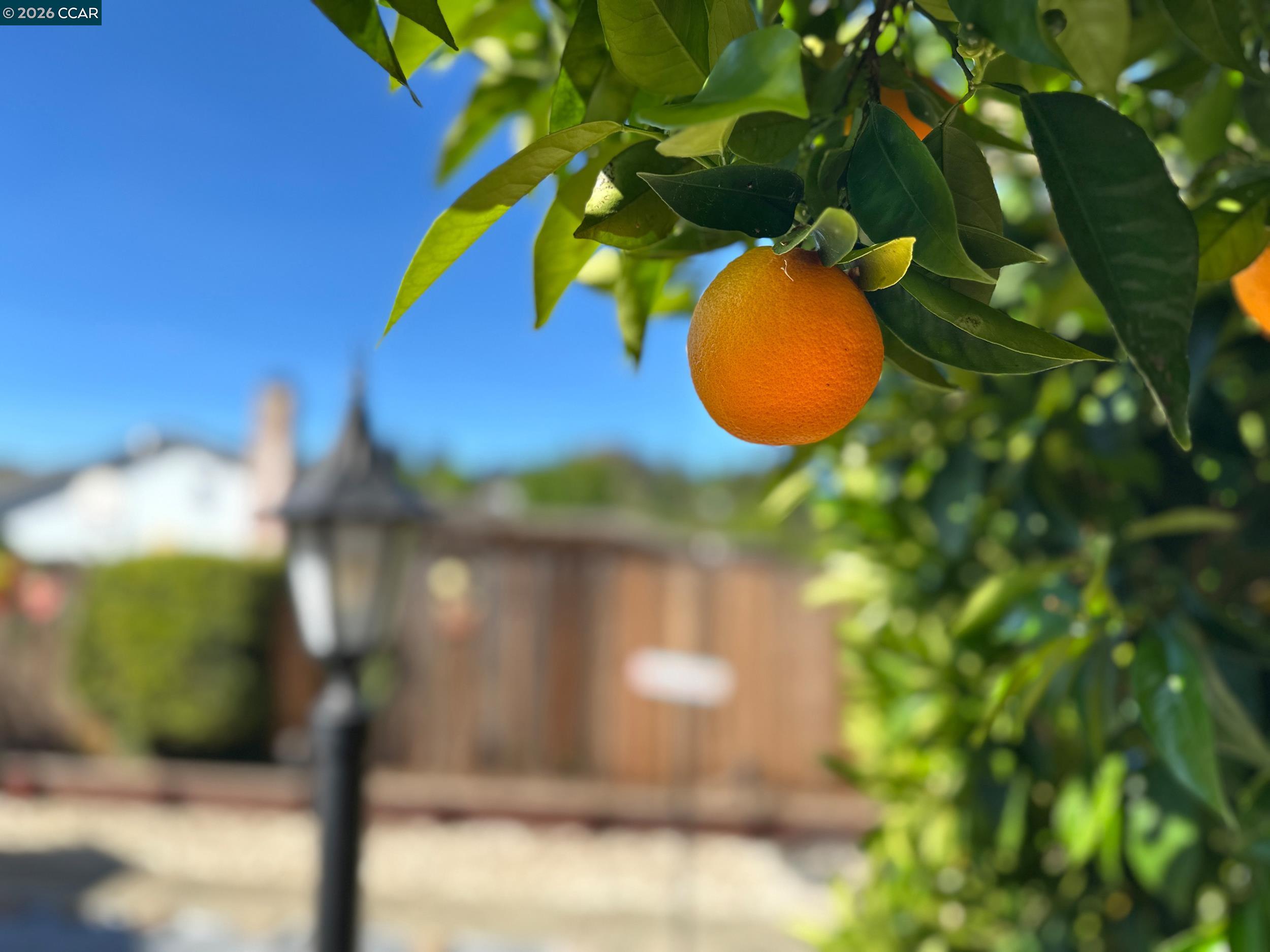 Detail Gallery Image 32 of 38 For 314 Semillon Cir, Clayton,  CA 94517 - 4 Beds | 2/1 Baths