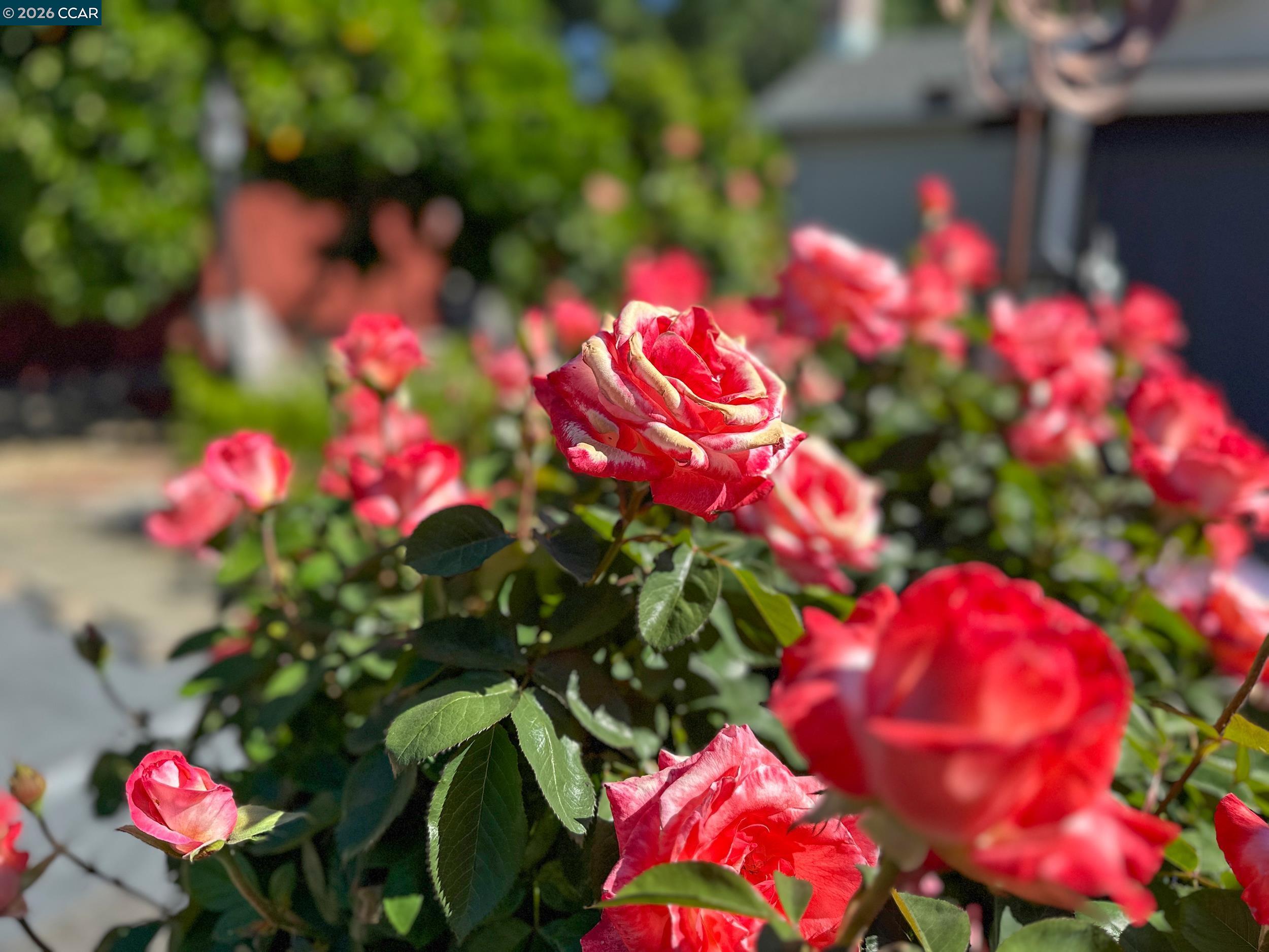 Detail Gallery Image 35 of 38 For 314 Semillon Cir, Clayton,  CA 94517 - 4 Beds | 2/1 Baths