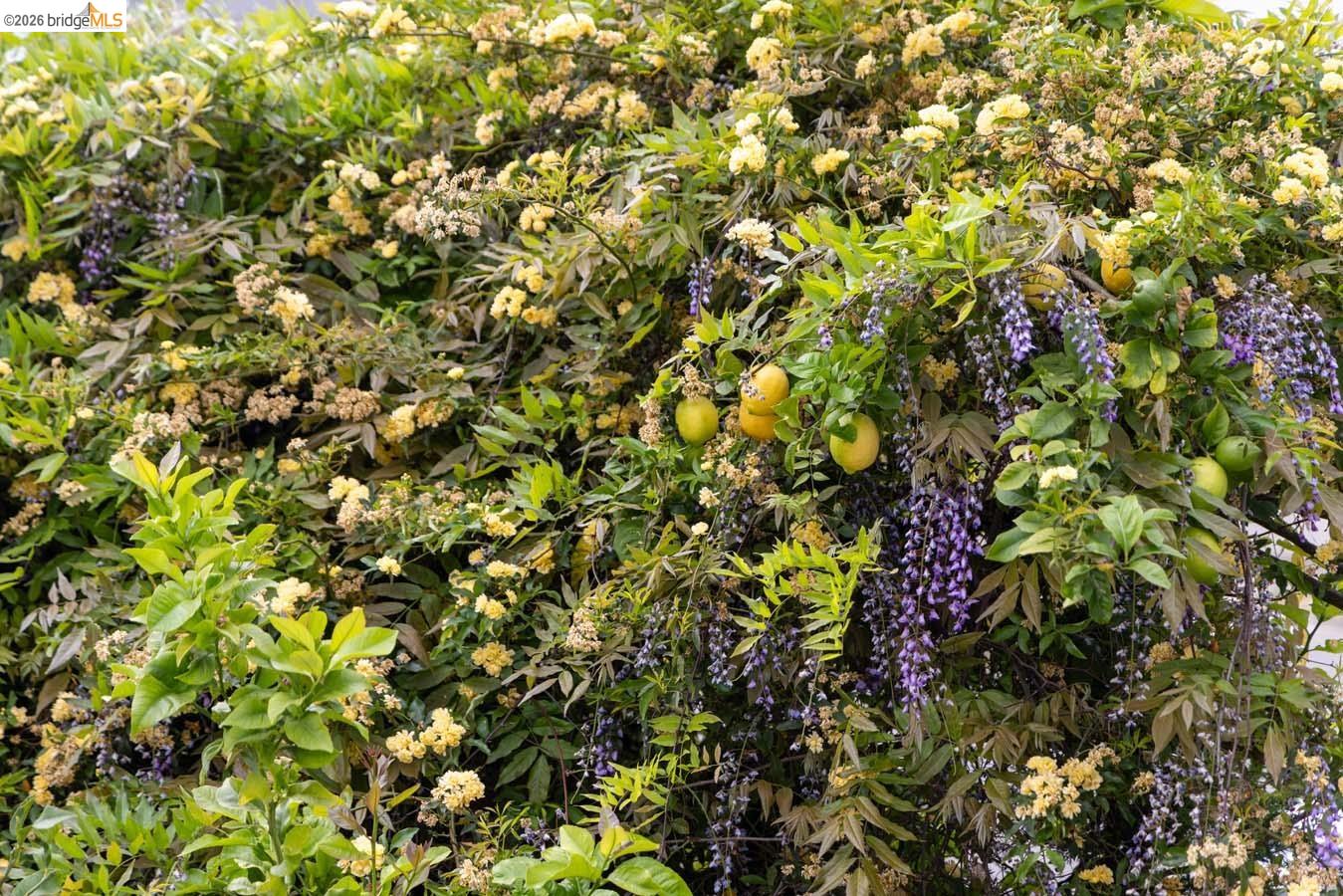 Detail Gallery Image 53 of 60 For 1937 Haste St, Berkeley,  CA 94704 - – Beds | – Baths