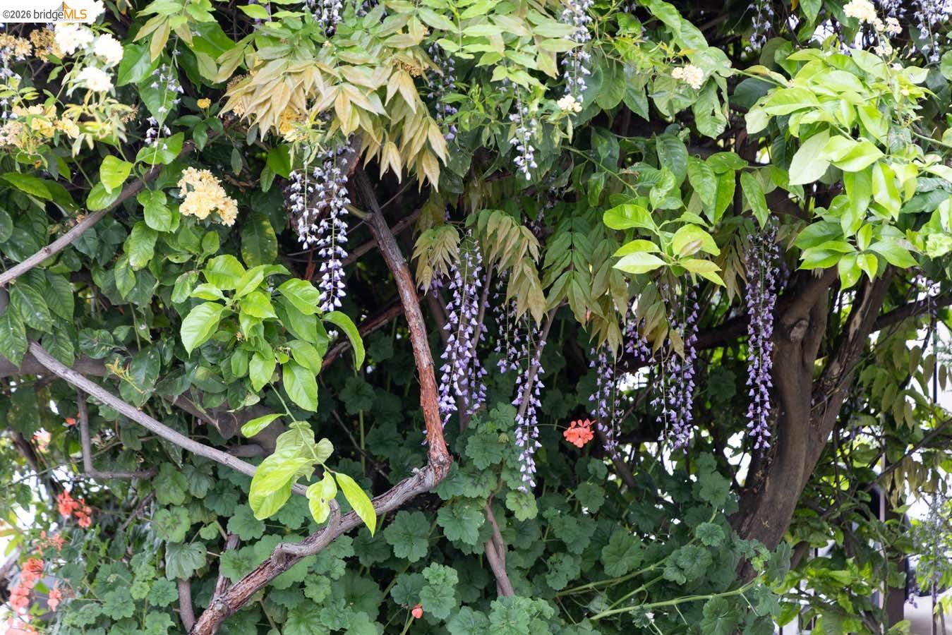 Detail Gallery Image 54 of 60 For 1937 Haste St, Berkeley,  CA 94704 - – Beds | – Baths