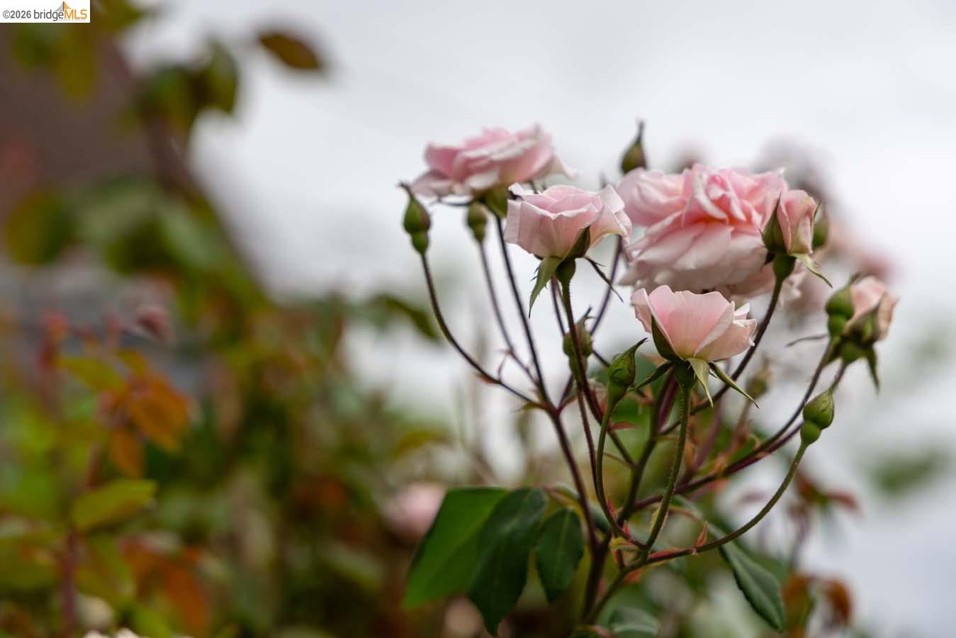 Detail Gallery Image 55 of 60 For 1937 Haste St, Berkeley,  CA 94704 - – Beds | – Baths
