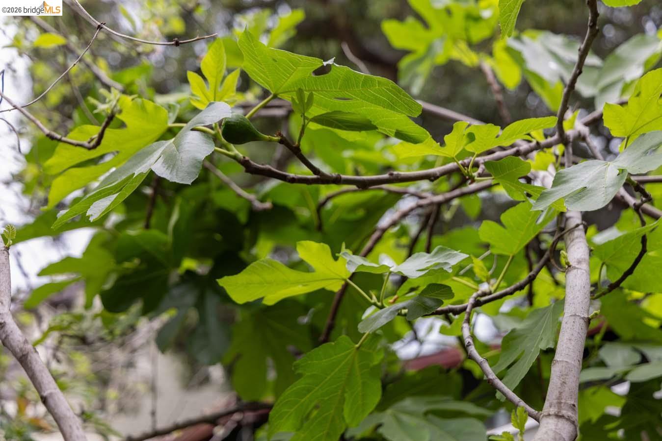 Detail Gallery Image 56 of 60 For 1937 Haste St, Berkeley,  CA 94704 - – Beds | – Baths