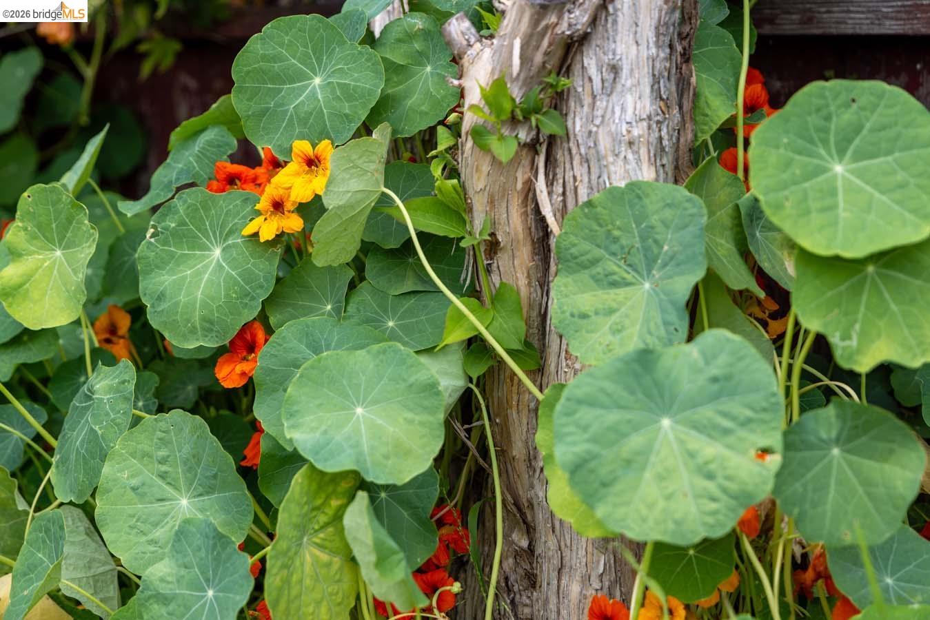 Detail Gallery Image 57 of 60 For 1937 Haste St, Berkeley,  CA 94704 - – Beds | – Baths