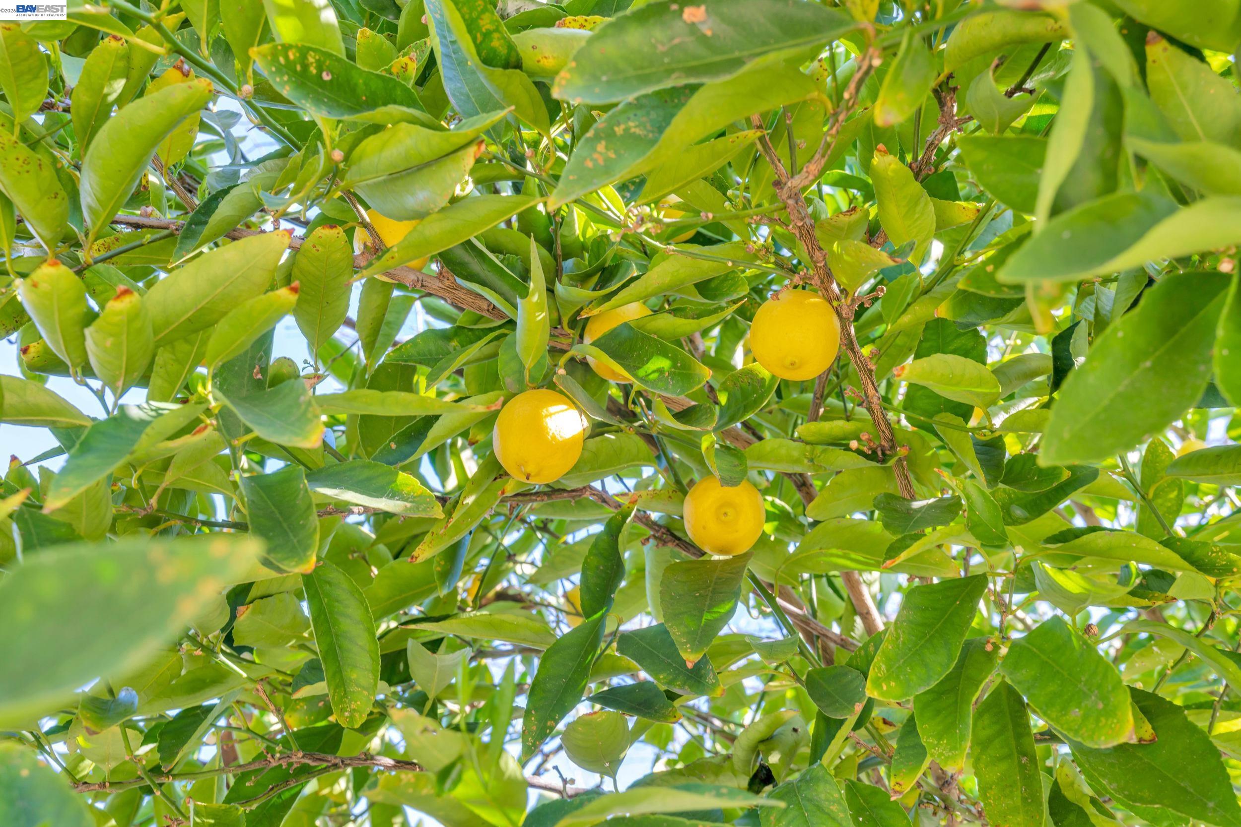 Detail Gallery Image 30 of 37 For 282 Del Valle Ct, Pleasanton,  CA 94566 - 4 Beds | 3 Baths