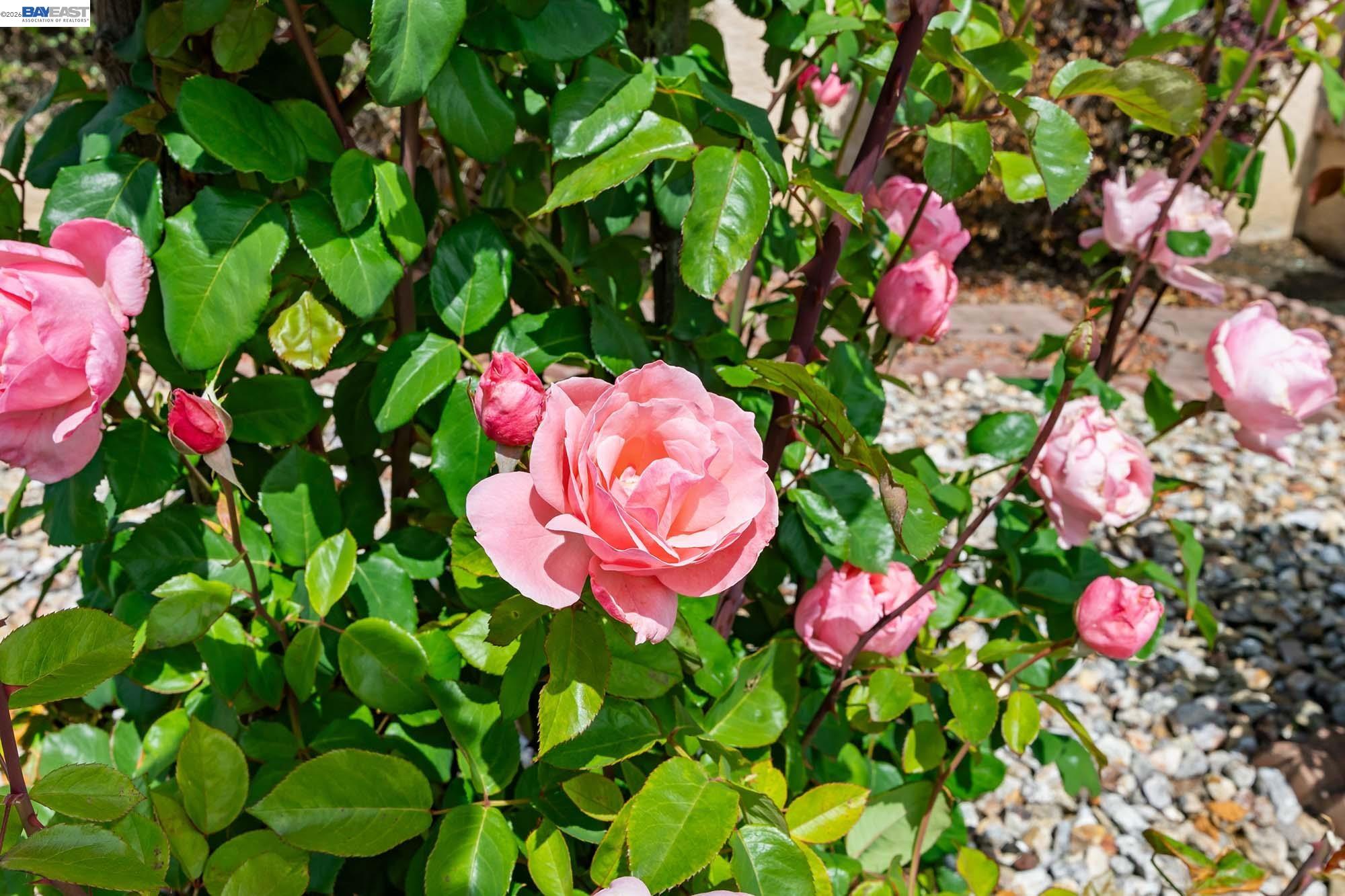 14590 Bancroft Ave, San Leandro, CA, 94578