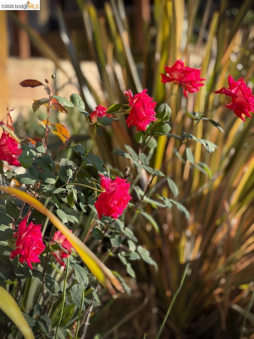 Detail Gallery Image 29 of 34 For 6741 Snake Rd, Oakland,  CA 94611 - 3 Beds | 2 Baths