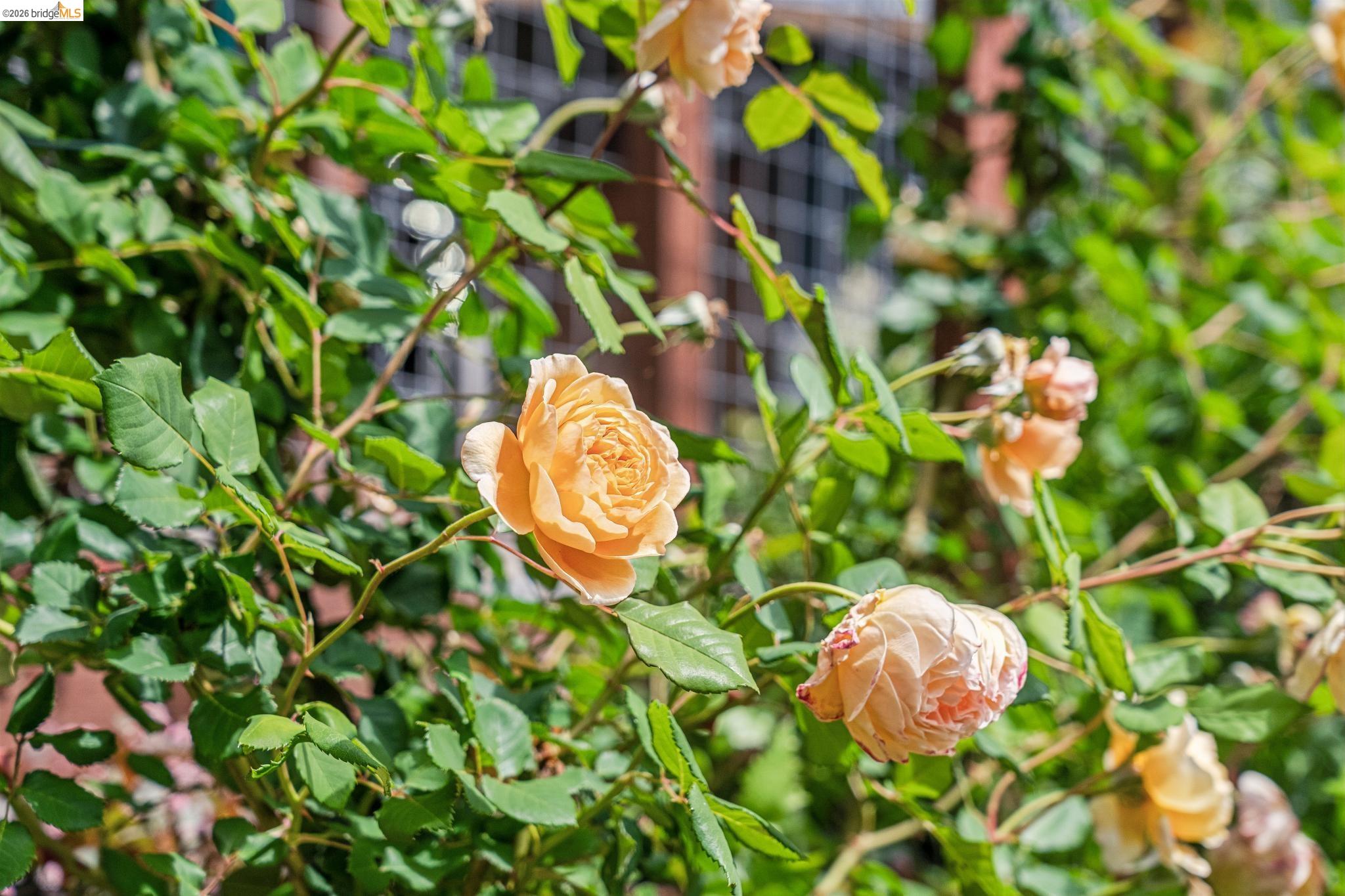 Detail Gallery Image 65 of 99 For 6383 Valley View Rd, Oakland,  CA 94611 - 4 Beds | 2/1 Baths