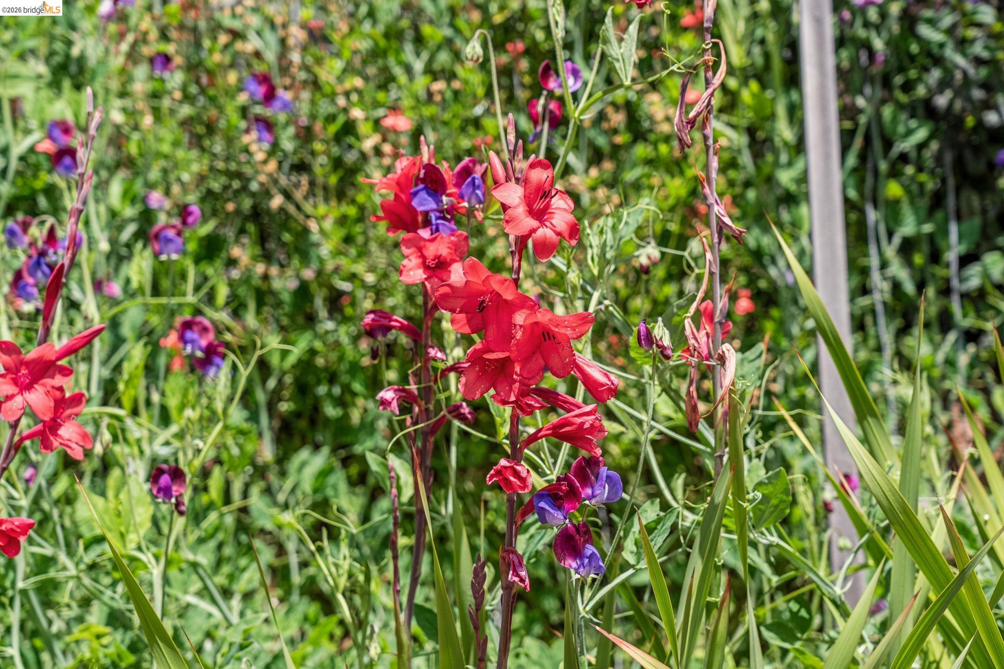 Detail Gallery Image 68 of 99 For 6383 Valley View Rd, Oakland,  CA 94611 - 4 Beds | 2/1 Baths