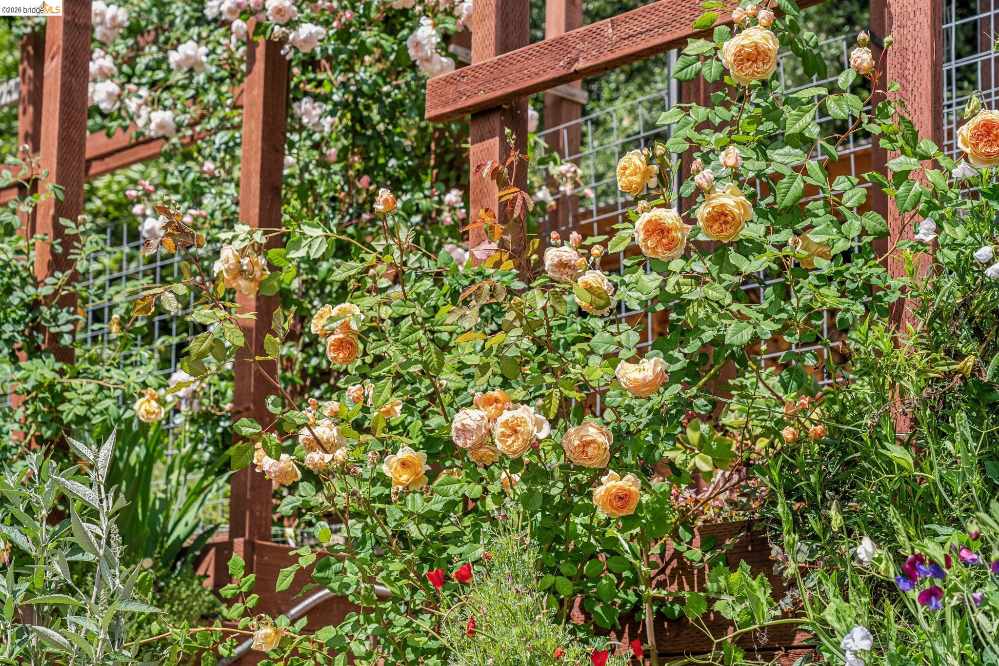 Detail Gallery Image 69 of 99 For 6383 Valley View Rd, Oakland,  CA 94611 - 4 Beds | 2/1 Baths