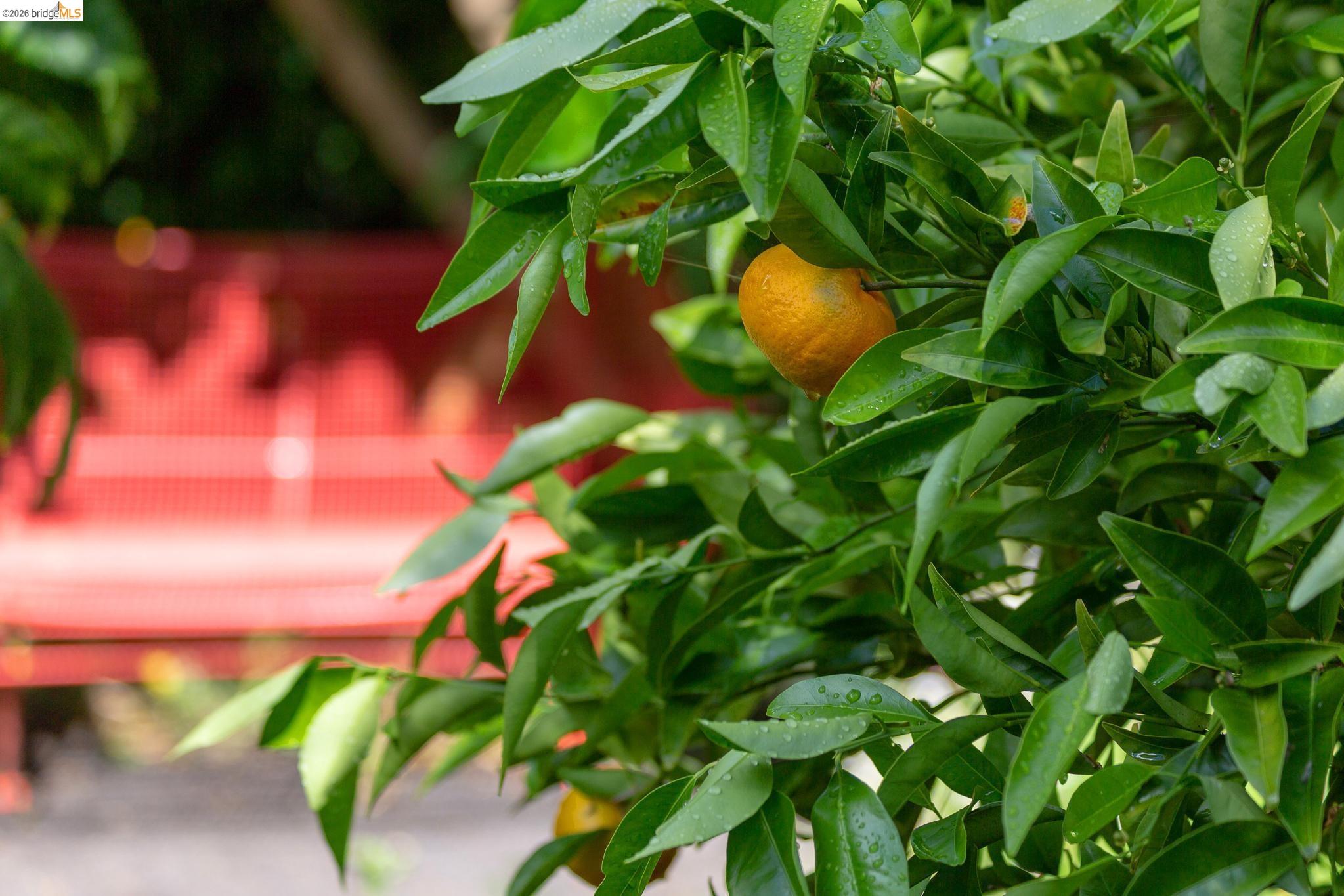 Detail Gallery Image 43 of 50 For 2155 Emerson Street, Berkeley,  CA 94705 - 2 Beds | 1 Baths