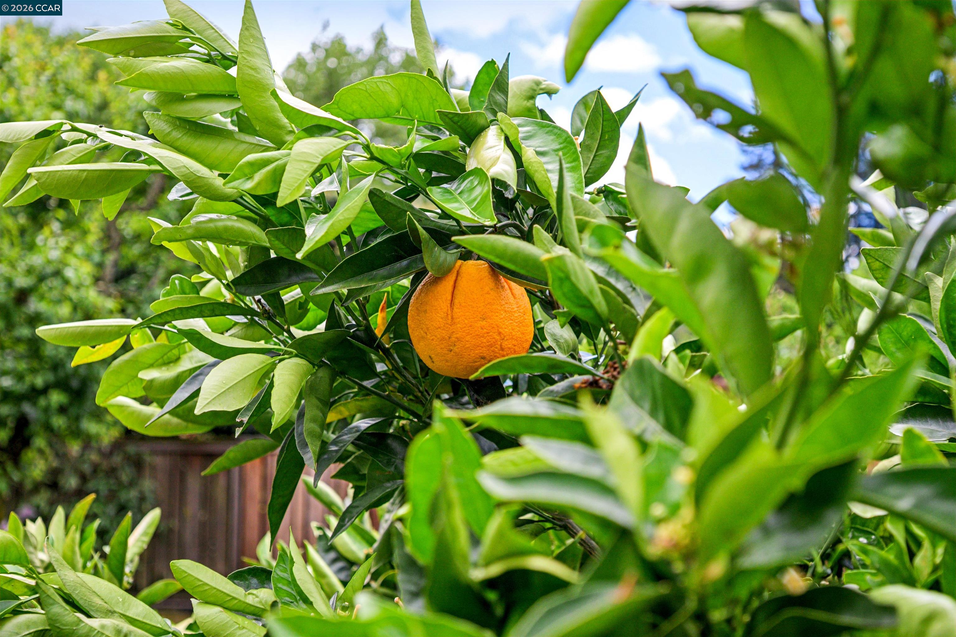 3814 Happy Valley Rd, Lafayette, CA, 94549