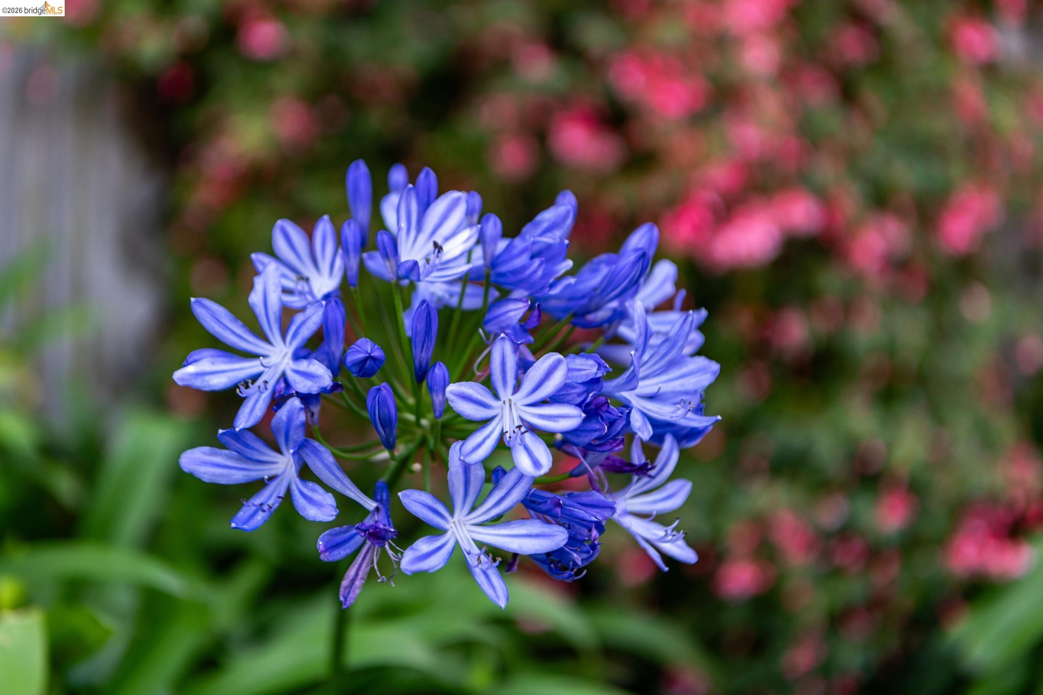 Detail Gallery Image 74 of 86 For 5705 Panama Ave, Richmond,  CA 94804 - 3 Beds | 2/1 Baths