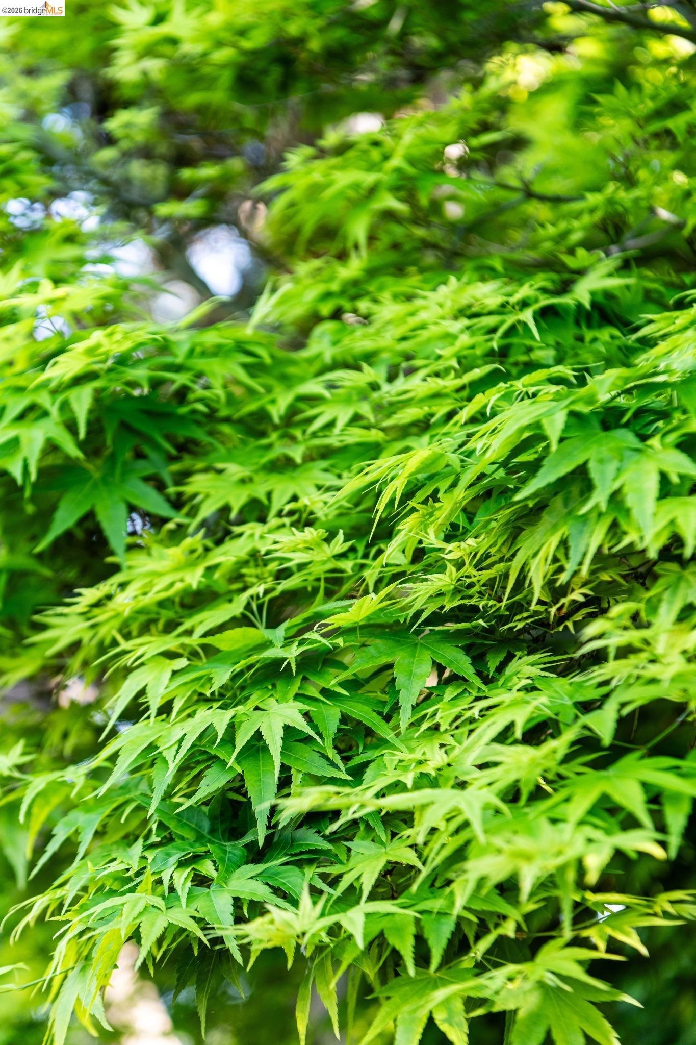 Detail Gallery Image 85 of 86 For 5705 Panama Ave, Richmond,  CA 94804 - 3 Beds | 2/1 Baths