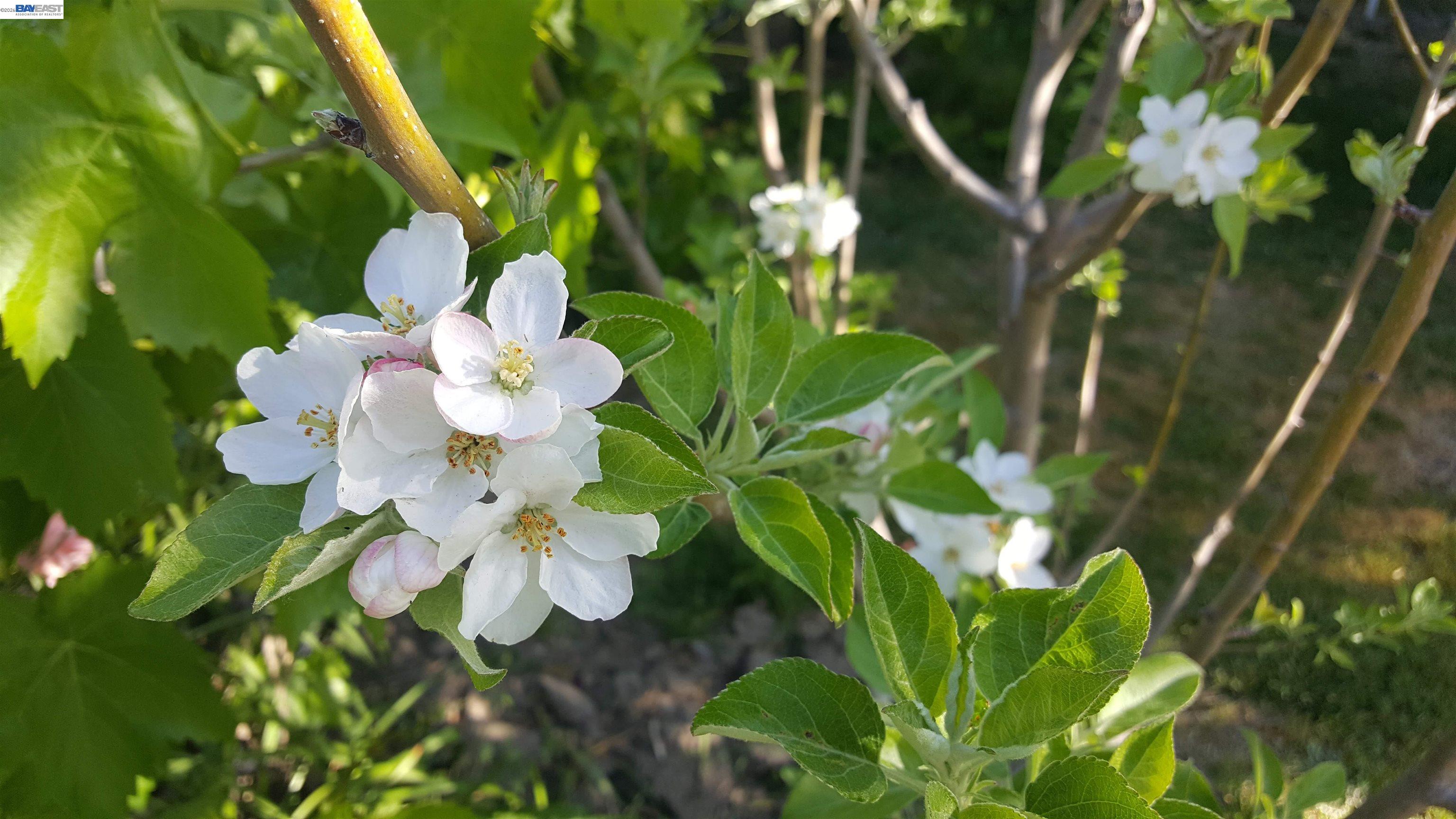 Detail Gallery Image 22 of 23 For 627 Rose Avenue #2,  Pleasanton,  CA 94566 - 2 Beds | 2 Baths