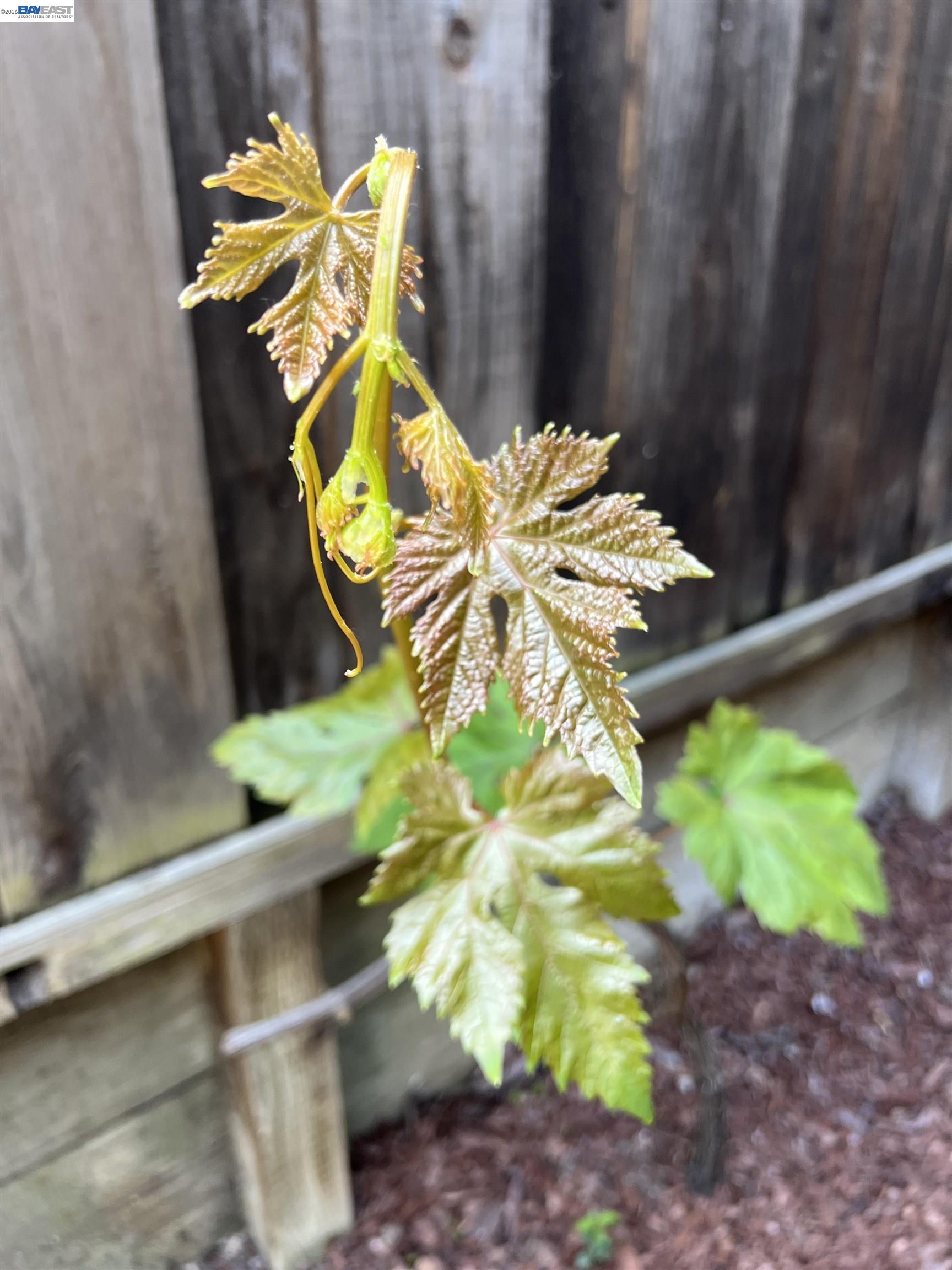 Photo #37: 41131128 Listing: Photo #37