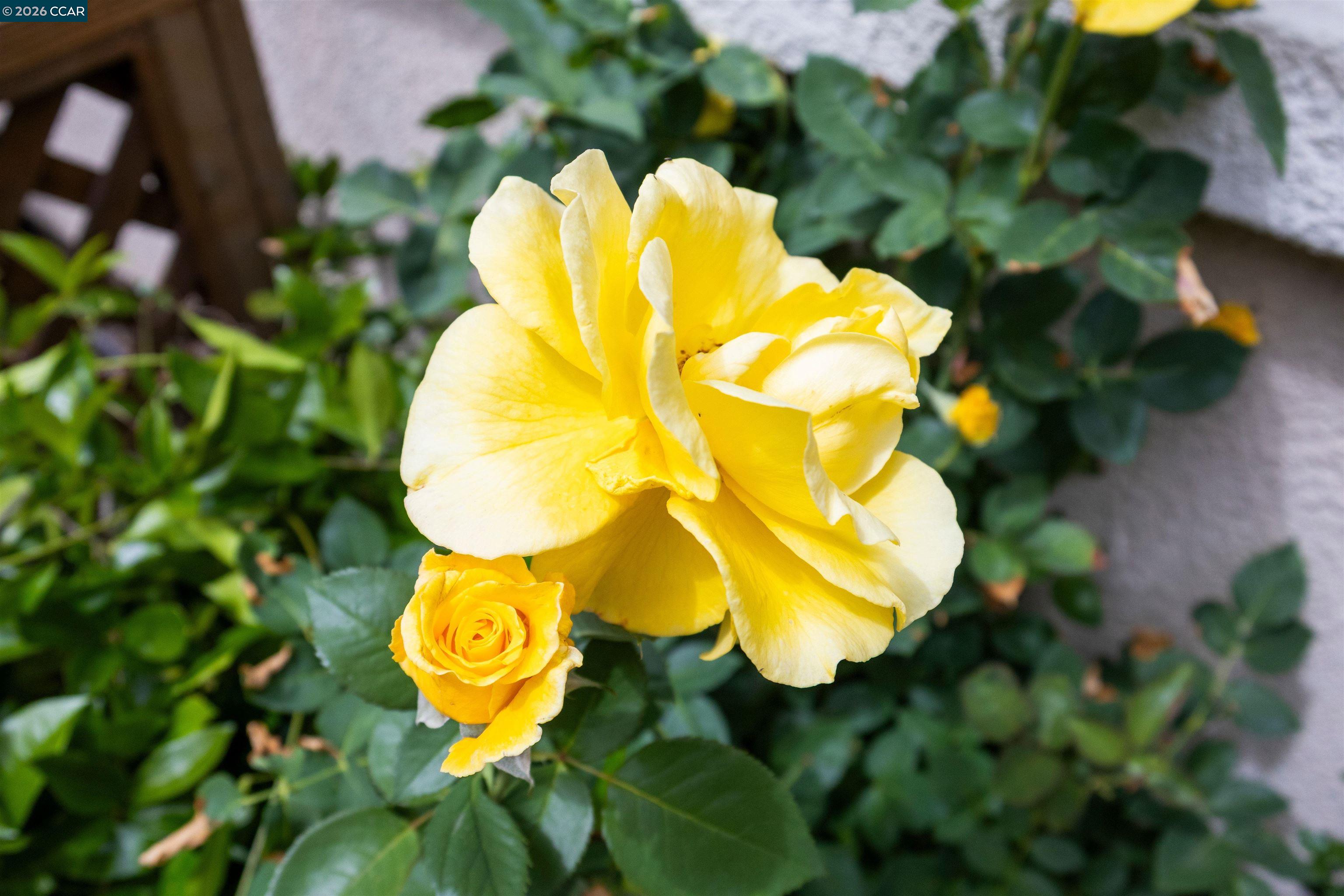 Photo #39: 41131247 Listing: Photo #39