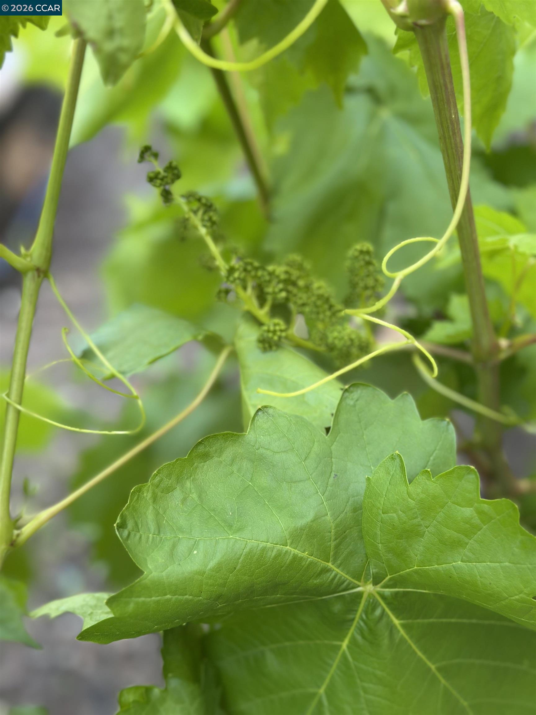 Detail Gallery Image 32 of 42 For 109 Posada Ct, San Ramon,  CA 94583 - 4 Beds | 2/1 Baths