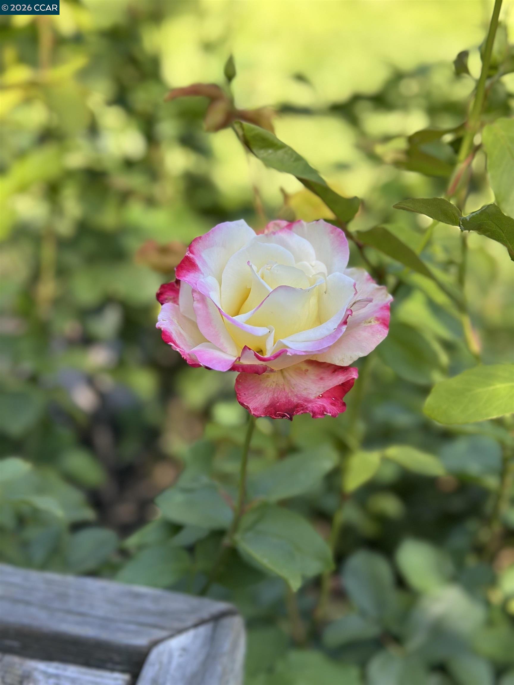 Detail Gallery Image 34 of 42 For 109 Posada Ct, San Ramon,  CA 94583 - 4 Beds | 2/1 Baths