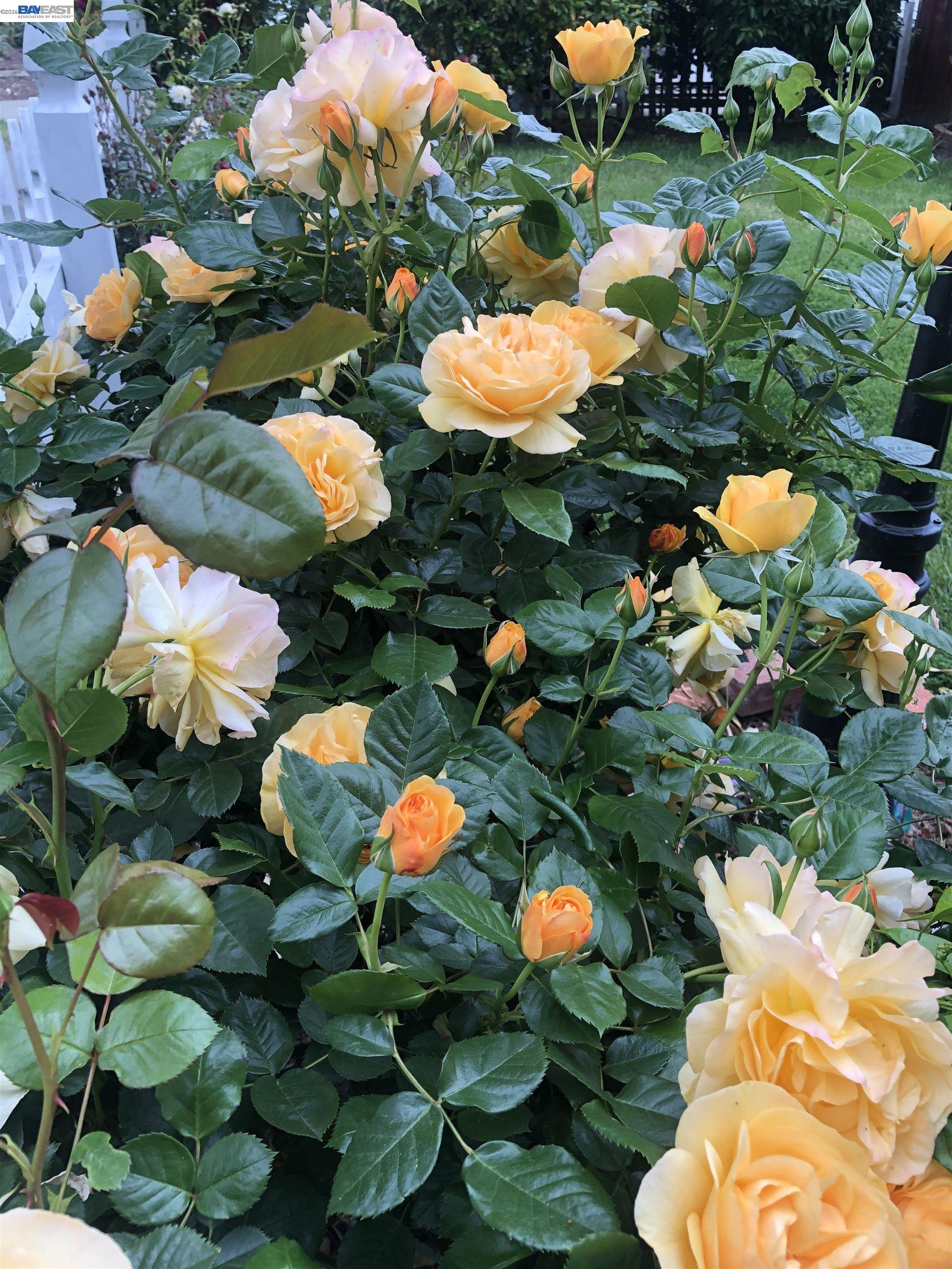 Detail Gallery Image 47 of 57 For 37955 2nd St, Fremont,  CA 94536 - 3 Beds | 2 Baths