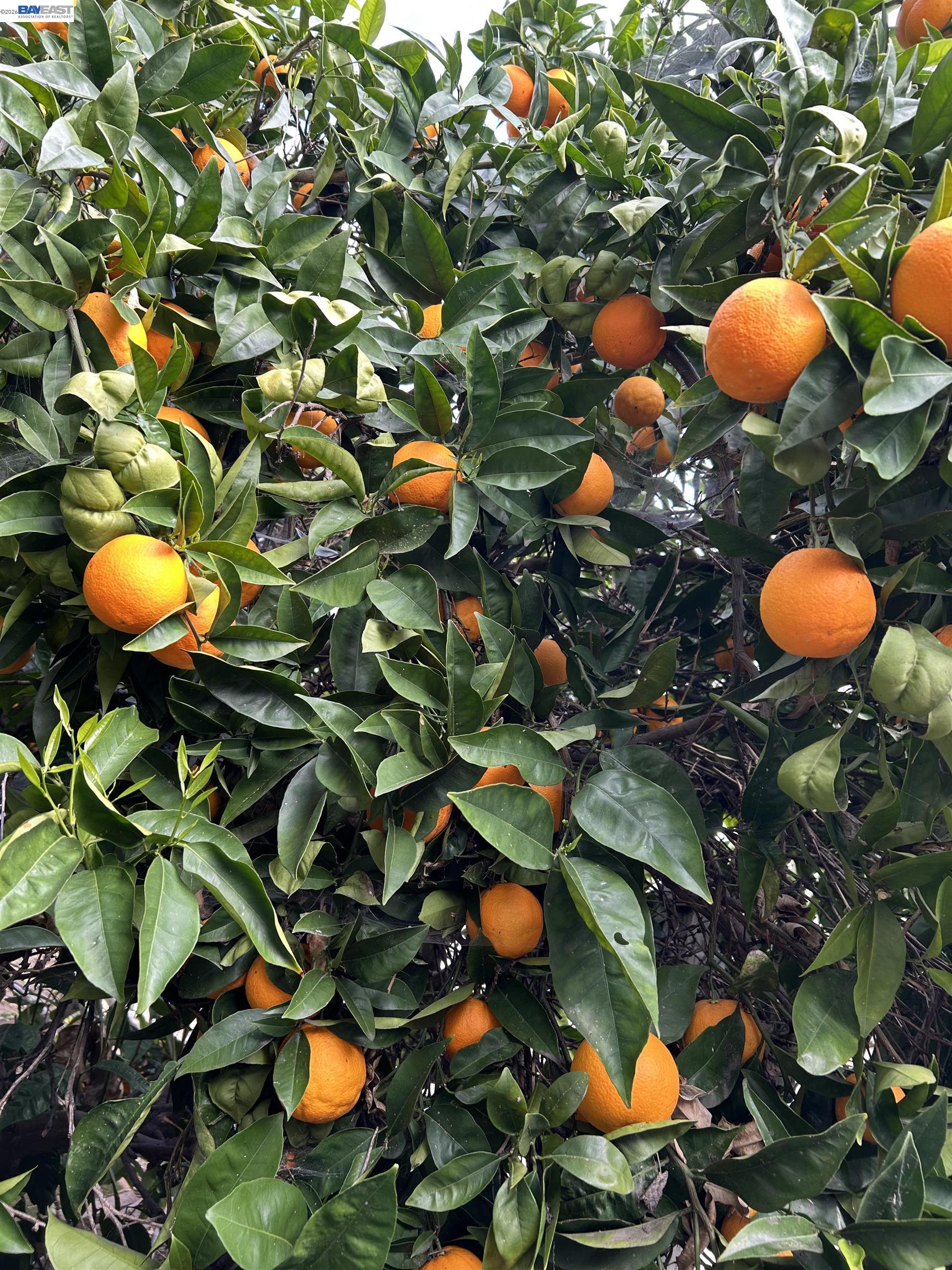 Detail Gallery Image 49 of 57 For 37955 2nd St, Fremont,  CA 94536 - 3 Beds | 2 Baths