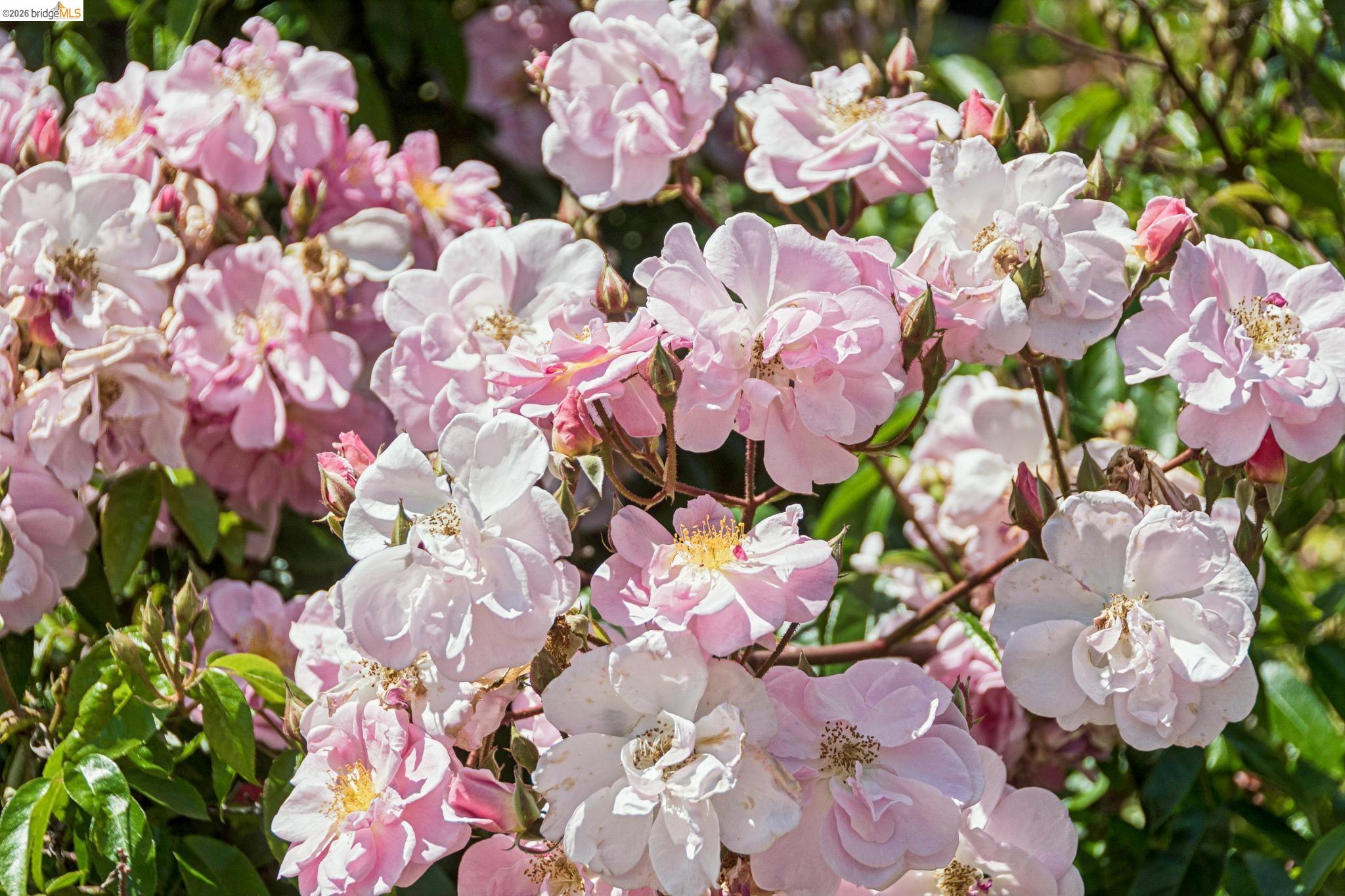 Detail Gallery Image 36 of 41 For 1233 Carleton St, Berkeley,  CA 94702 - 2 Beds | 1 Baths