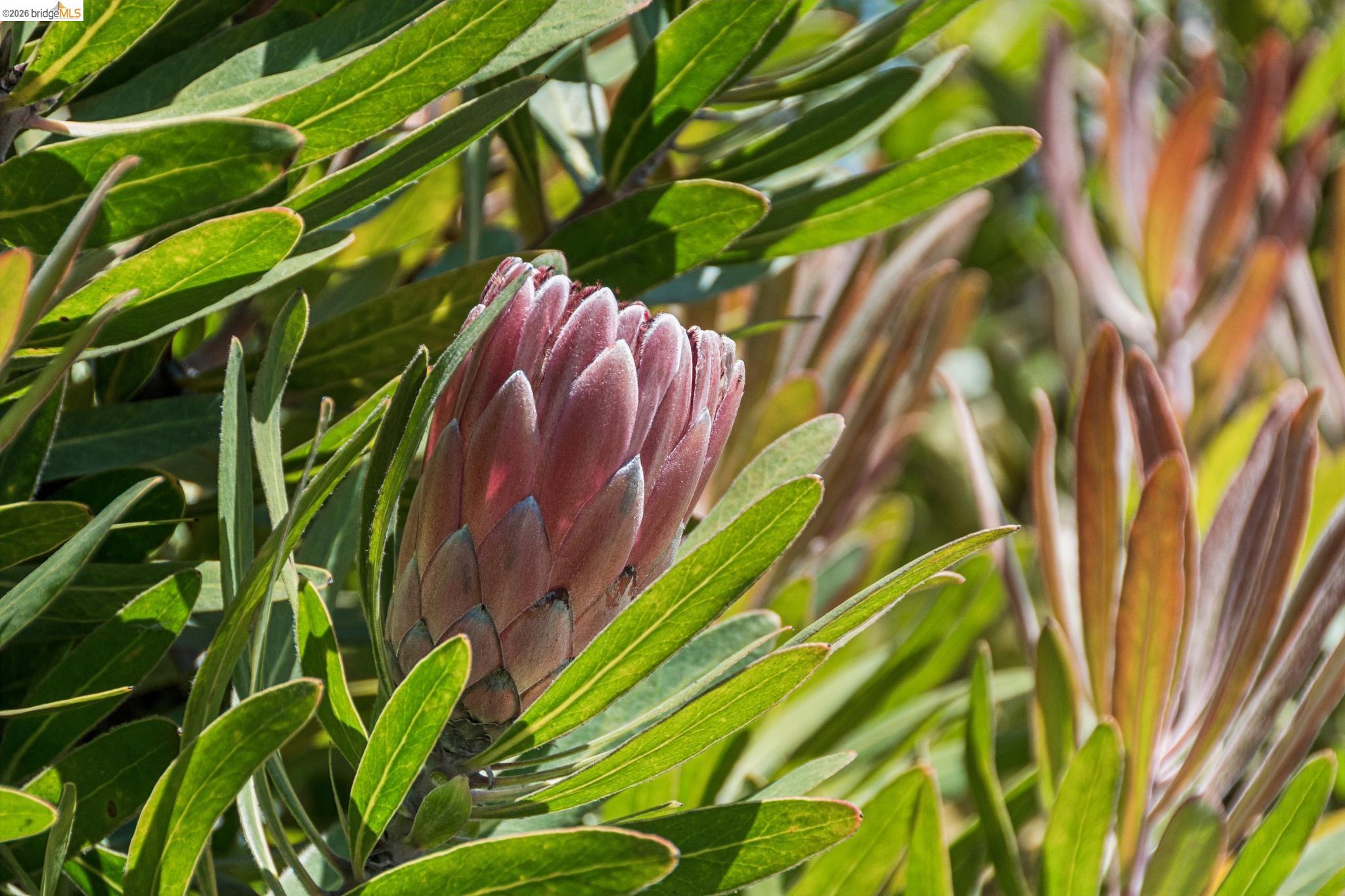 Detail Gallery Image 37 of 41 For 1233 Carleton St, Berkeley,  CA 94702 - 2 Beds | 1 Baths