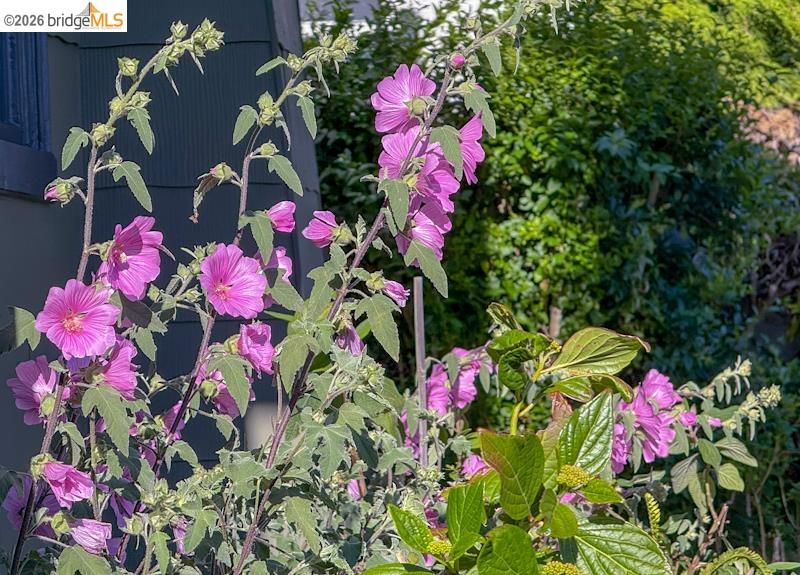 Detail Gallery Image 39 of 41 For 1233 Carleton St, Berkeley,  CA 94702 - 2 Beds | 1 Baths