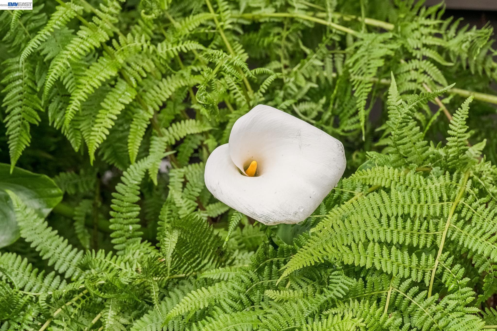 Detail Gallery Image 50 of 56 For 1800 San Lorenzo Avenue, Berkeley,  CA 94707 - 3 Beds | 1/1 Baths