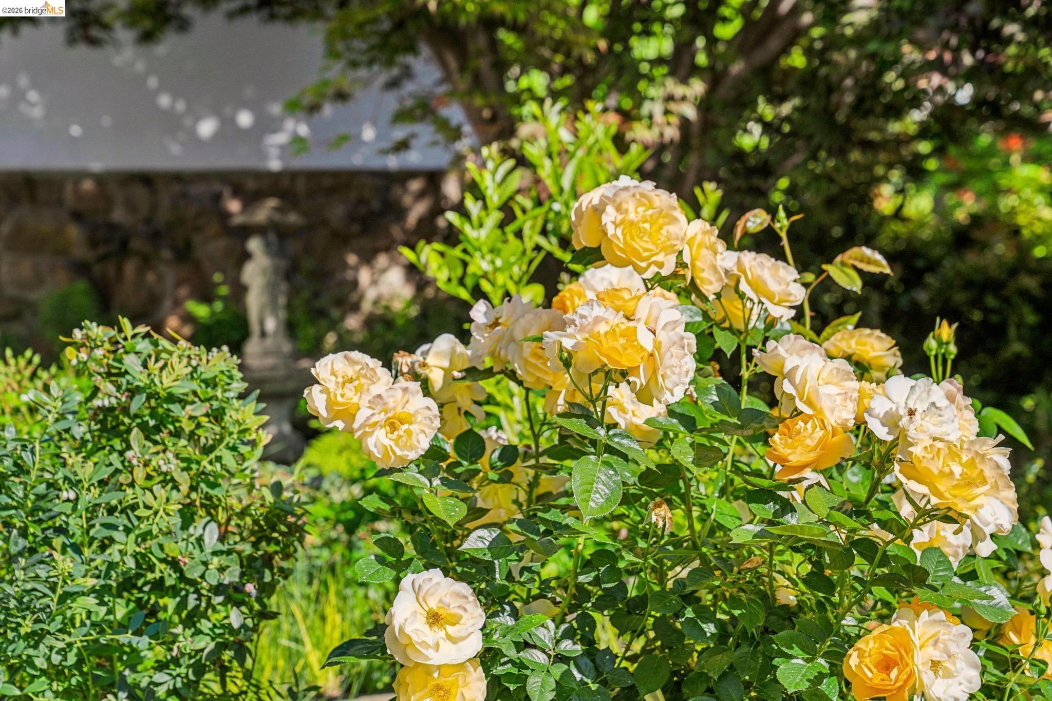 305 Sheridan Ave, Piedmont, CA, 94611