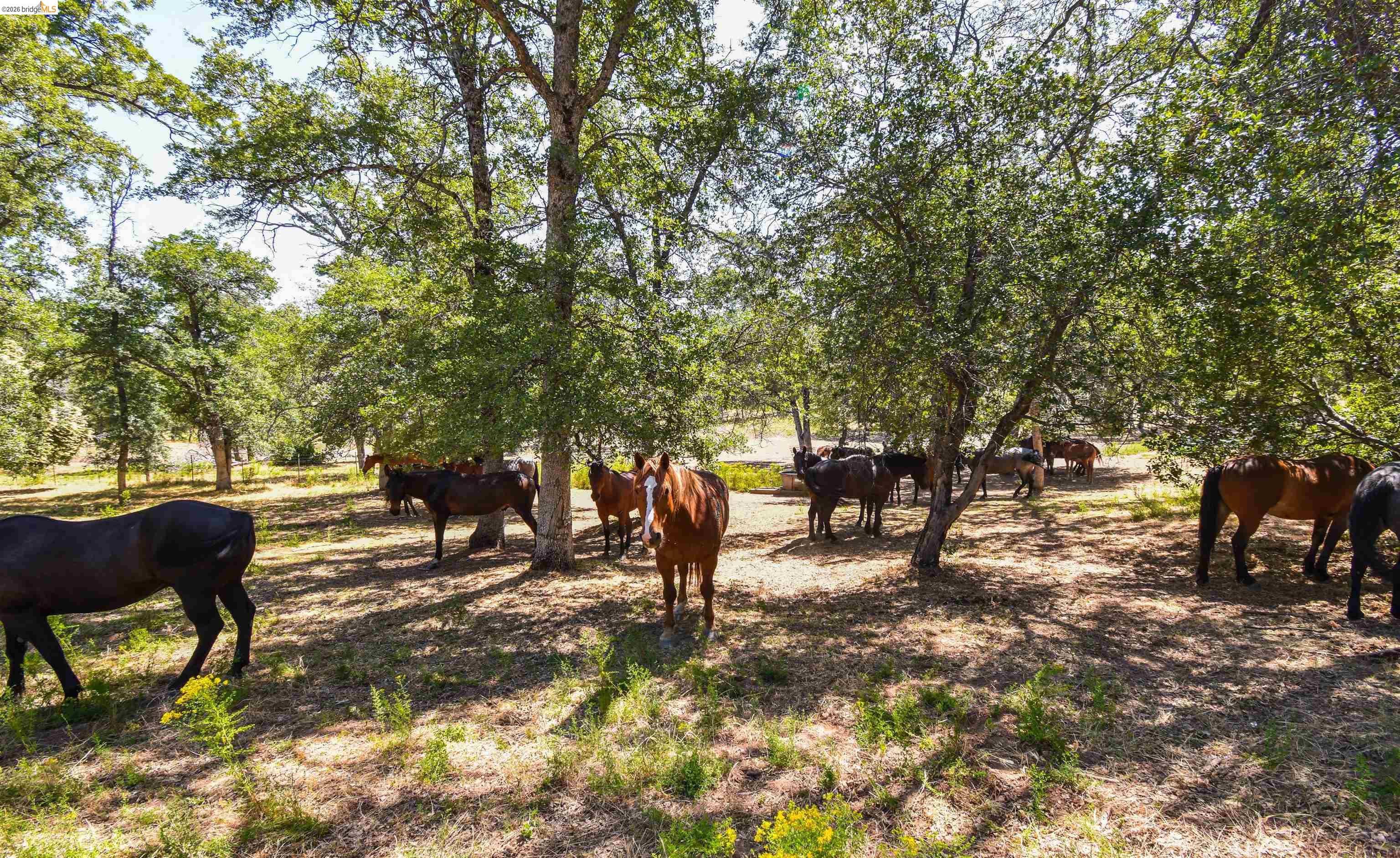 45+ Ac Powell Ranch Road, Sonora CA 95370 — photo 16